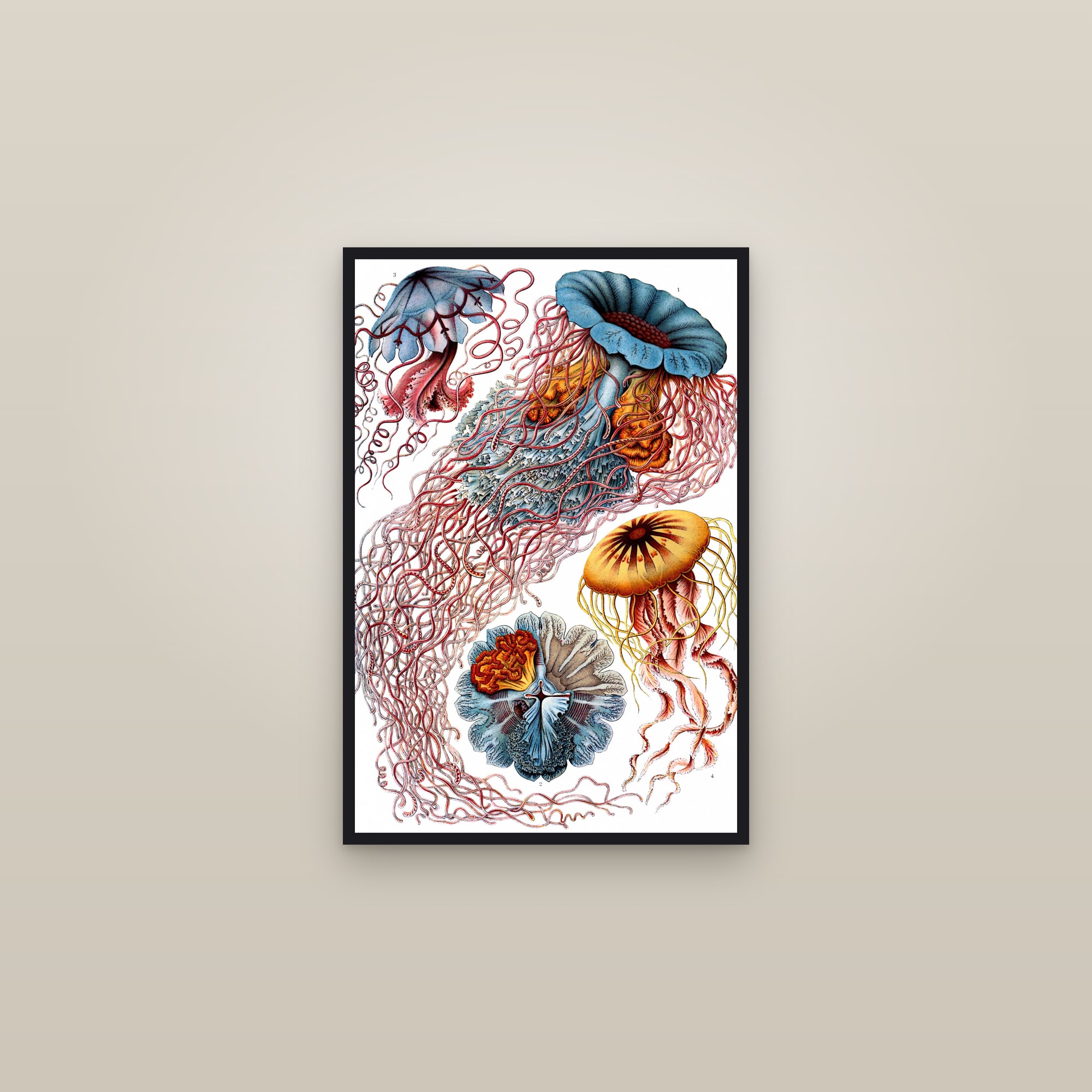 Disc Jellyfish (Kunstformen, Plate 8) — framed in a gallery setting