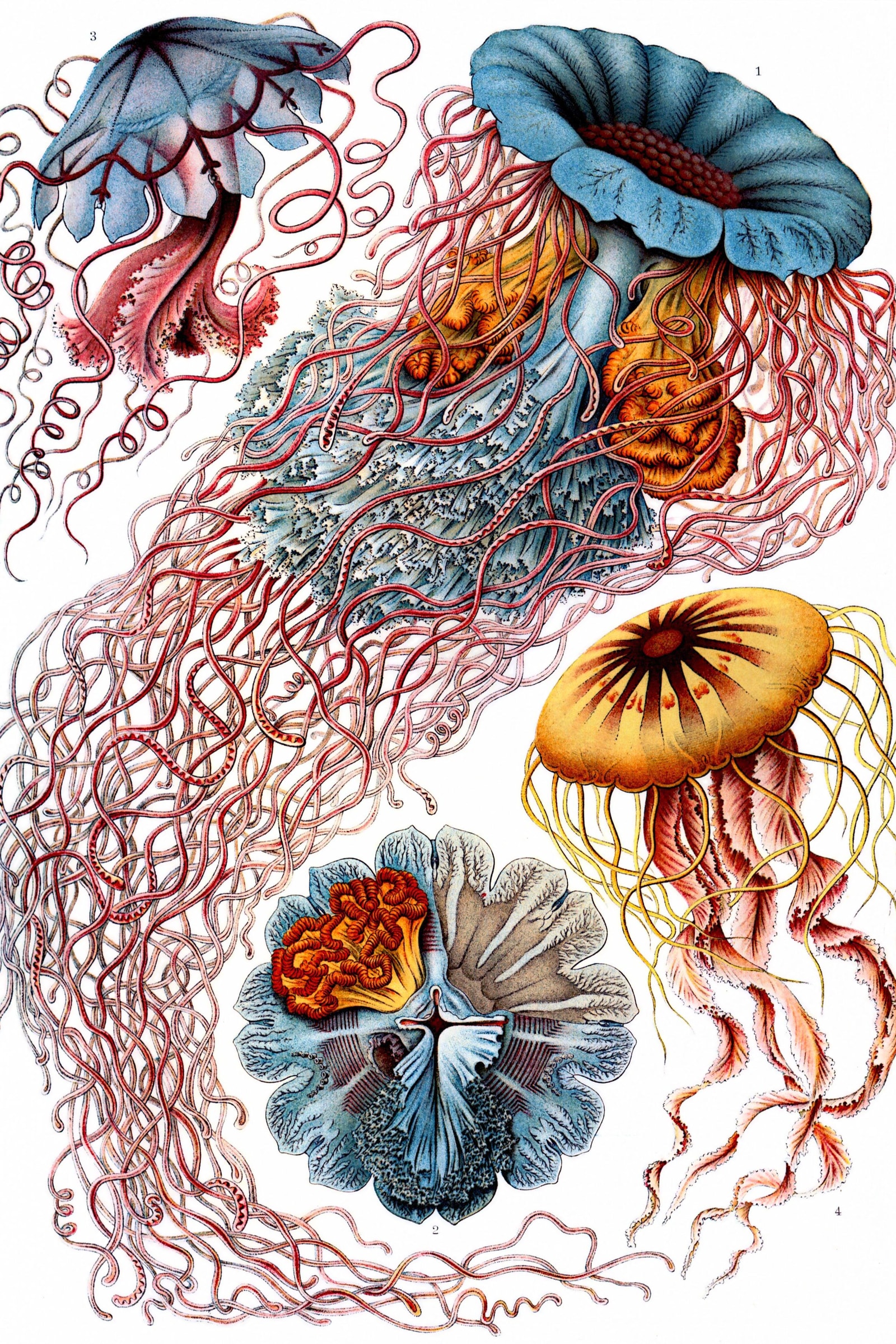 Disc Jellyfish (Kunstformen, Plate 8)