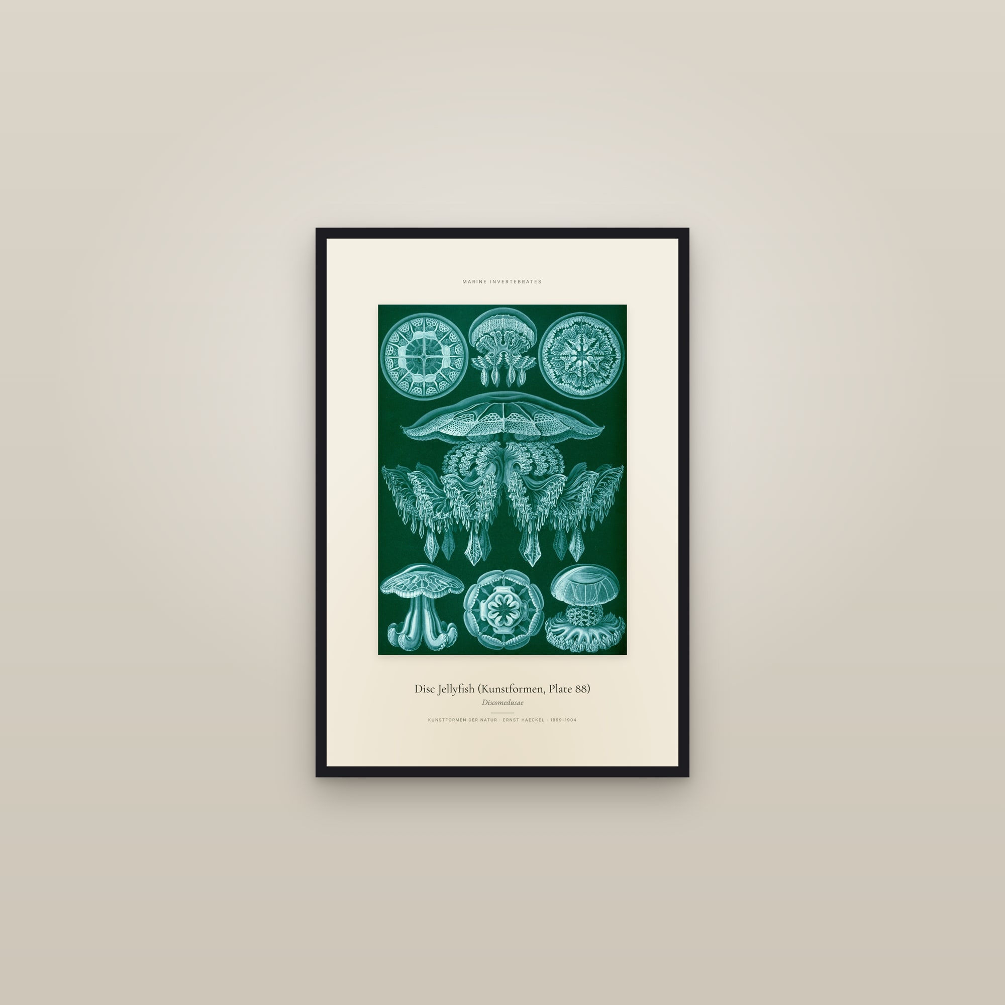 Disc Jellyfish (Kunstformen, Plate 88) — Specimen — framed in a gallery setting