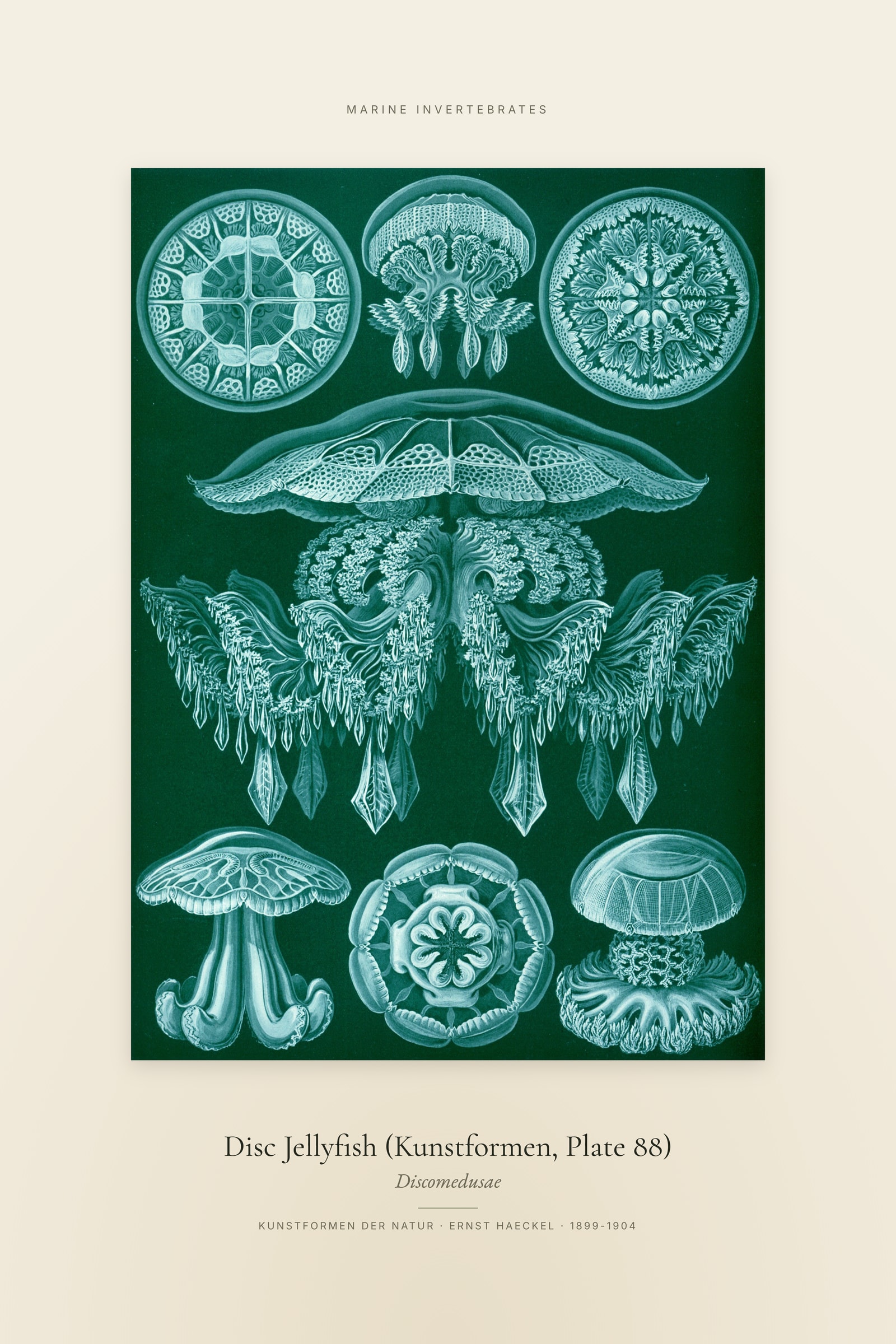 Disc Jellyfish (Kunstformen, Plate 88) — Specimen