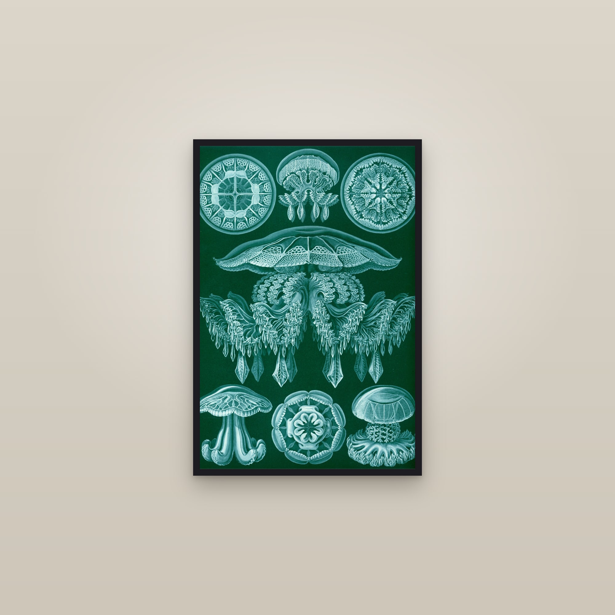 Disc Jellyfish (Kunstformen, Plate 88) — framed in a gallery setting