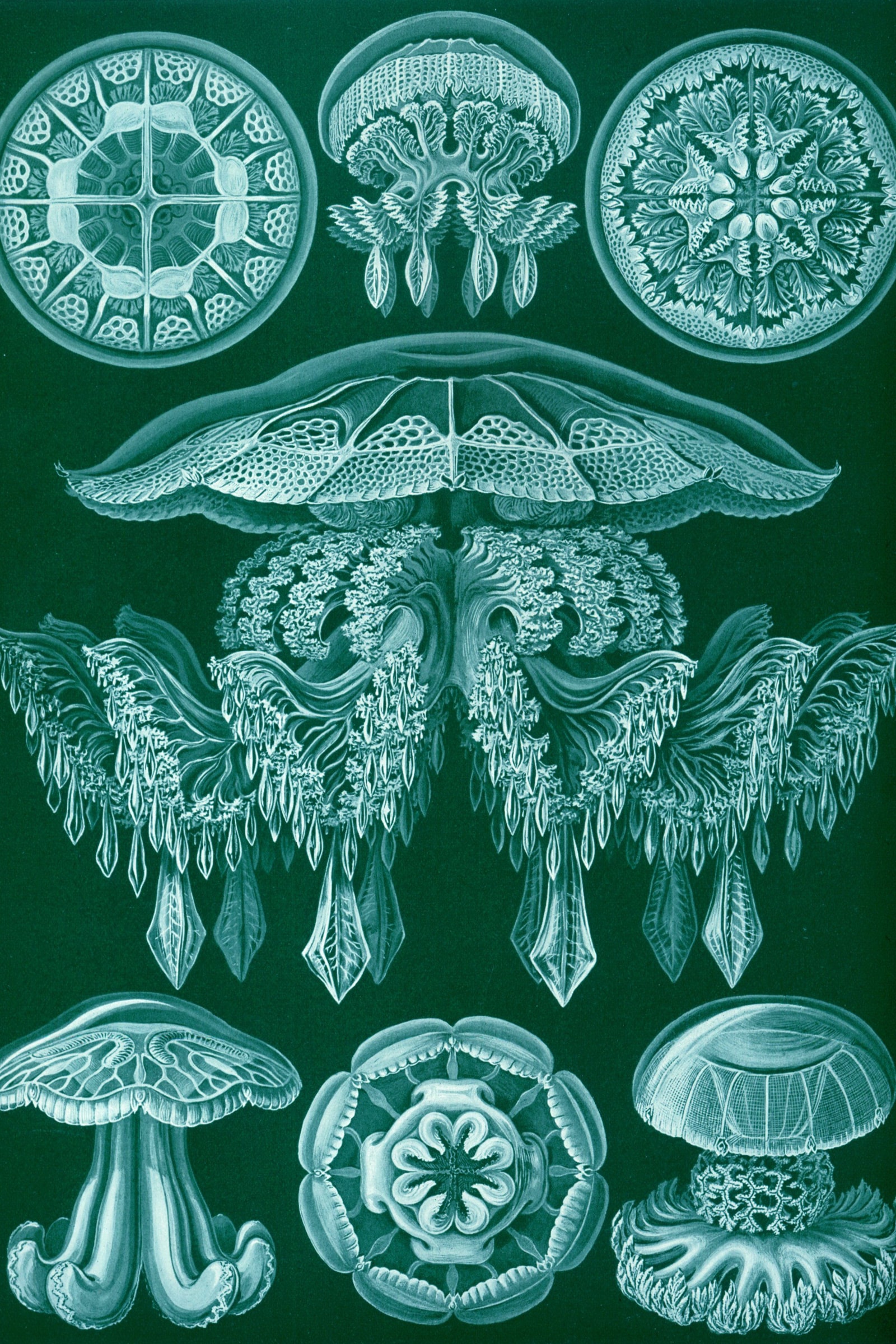 Disc Jellyfish (Kunstformen, Plate 88)