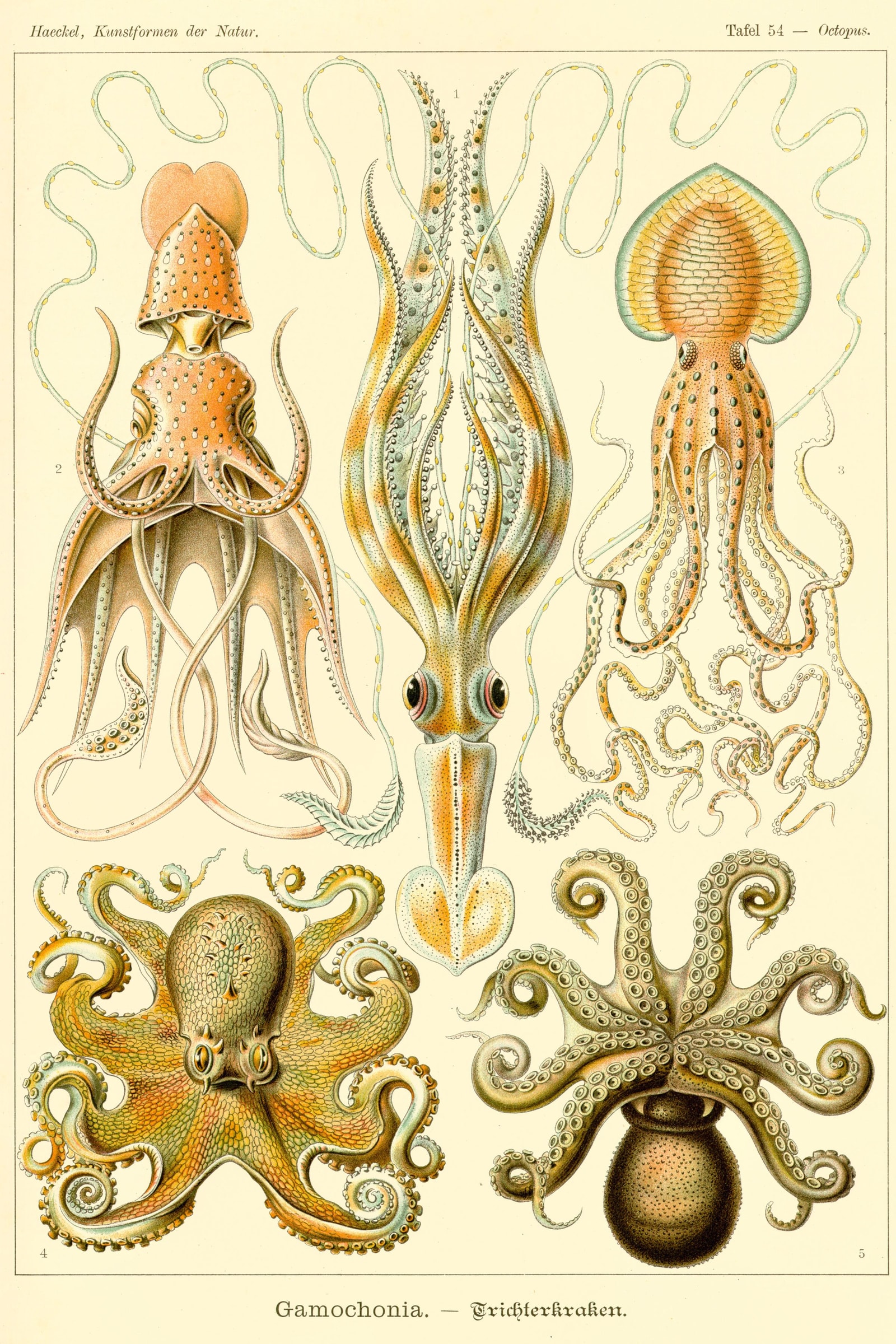 Octopuses & Cuttlefish