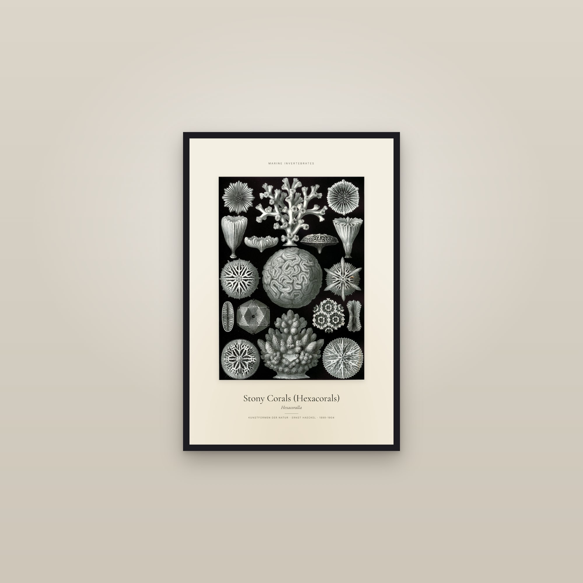 Stony Corals (Hexacorals) — Specimen — framed in a gallery setting