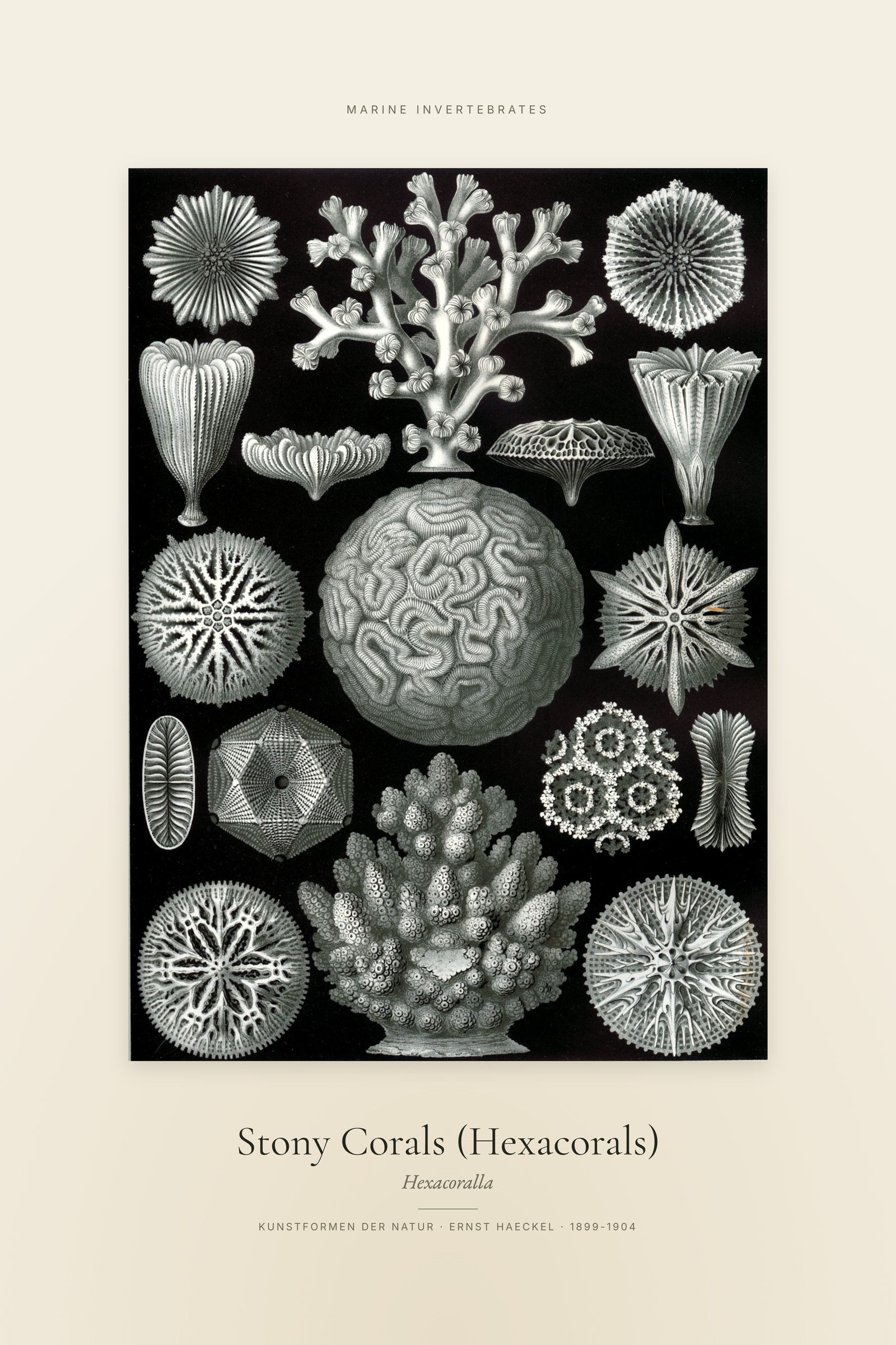 Stony Corals (Hexacorals) — Specimen