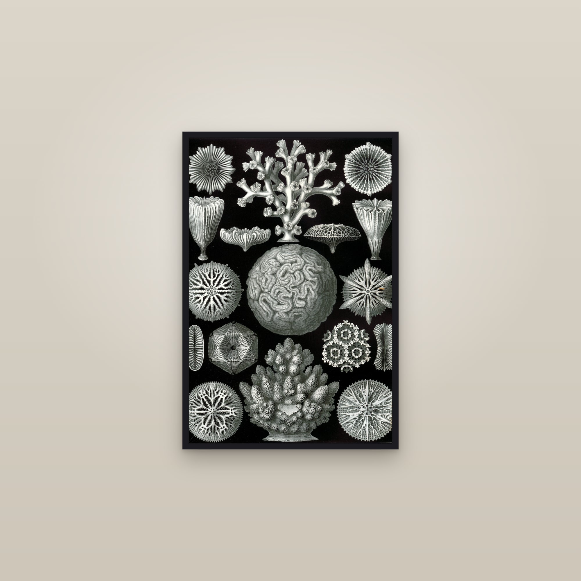 Stony Corals (Hexacorals) — framed in a gallery setting