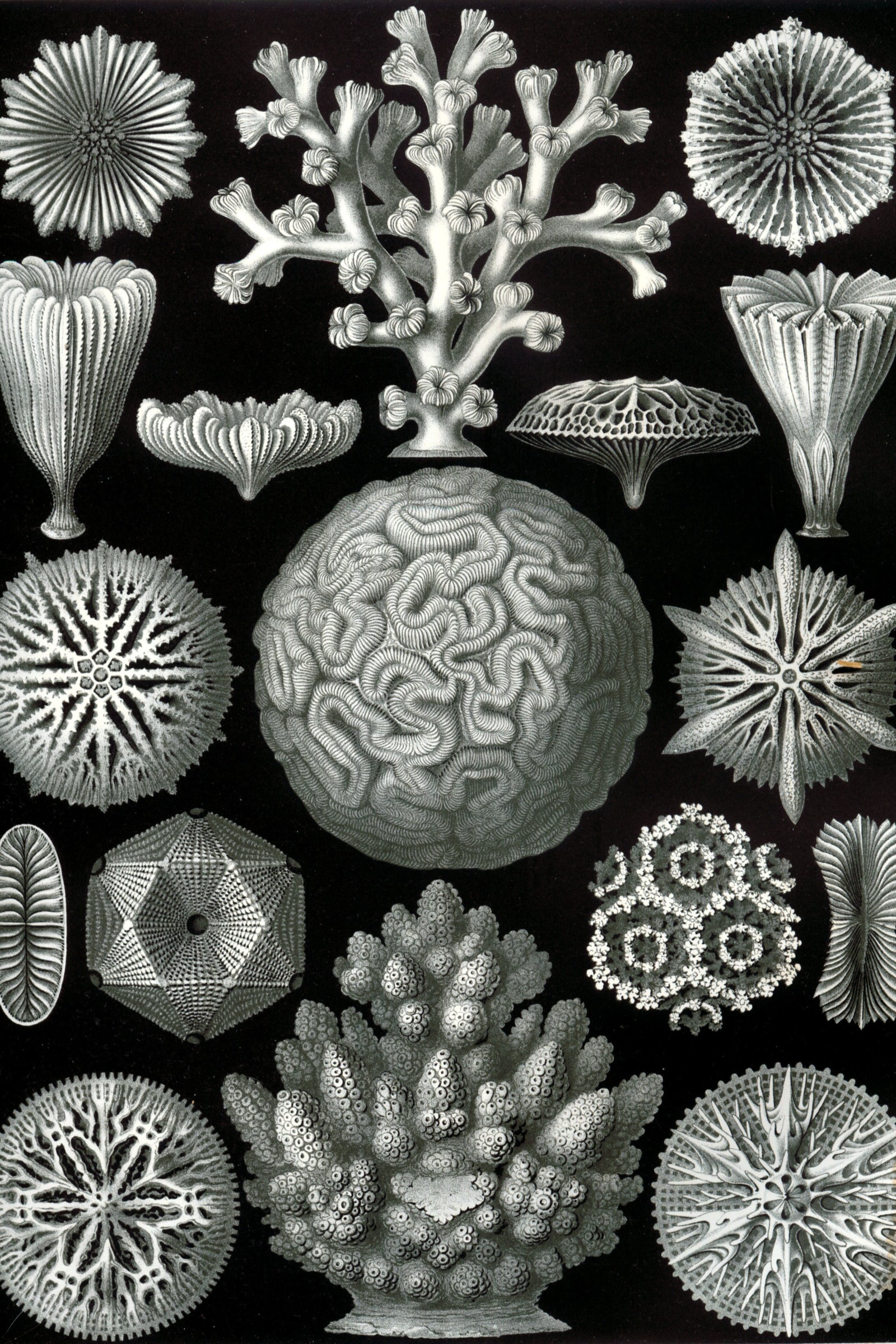 Stony Corals (Hexacorals)