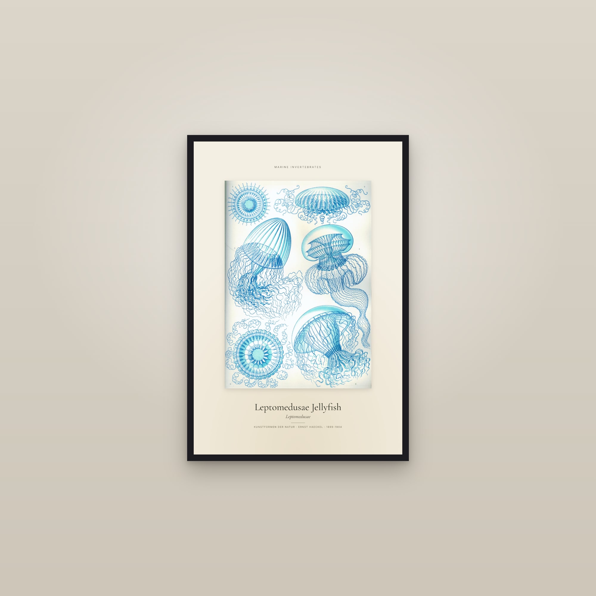 Leptomedusae Jellyfish — Specimen — framed in a gallery setting