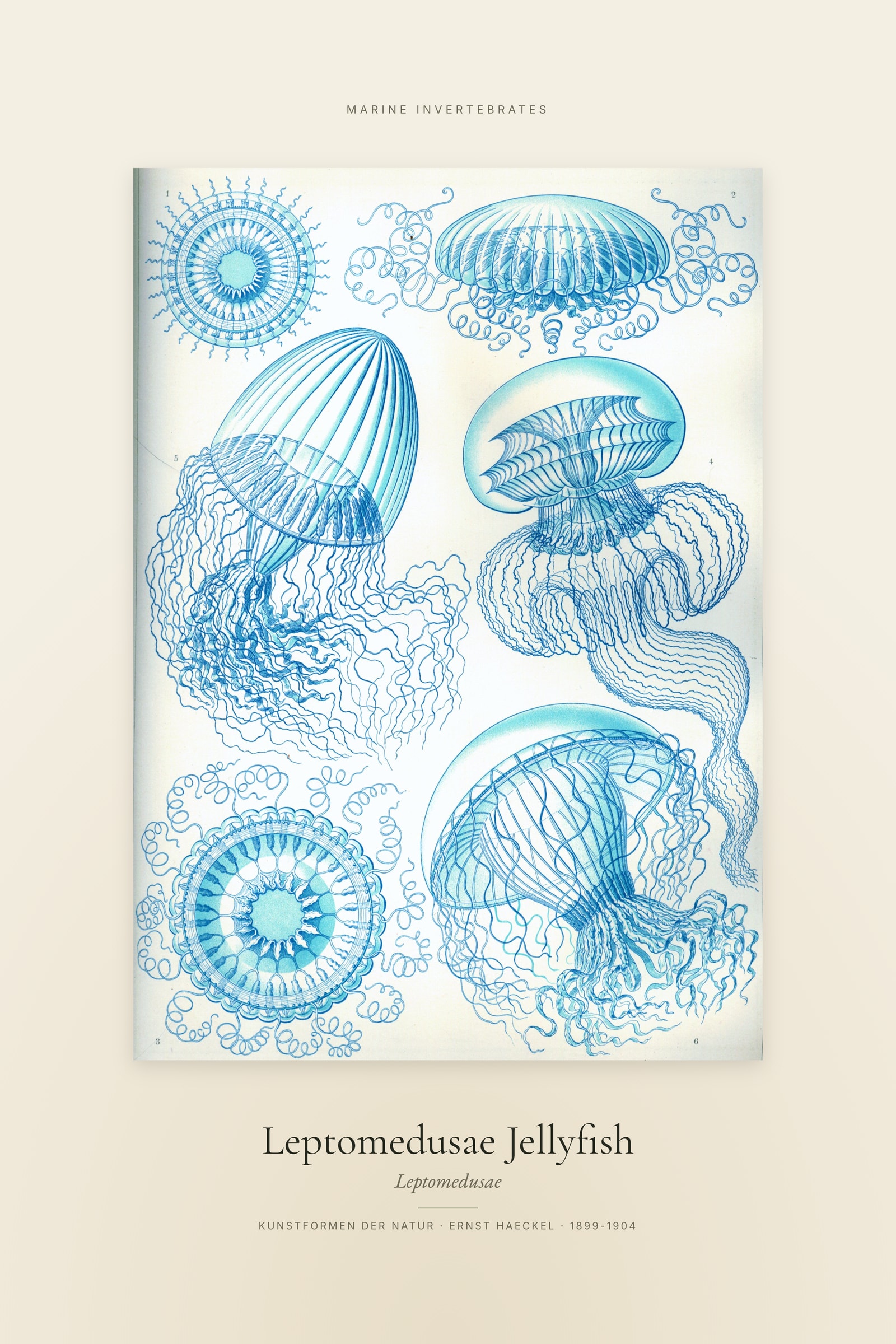 Leptomedusae Jellyfish — Specimen