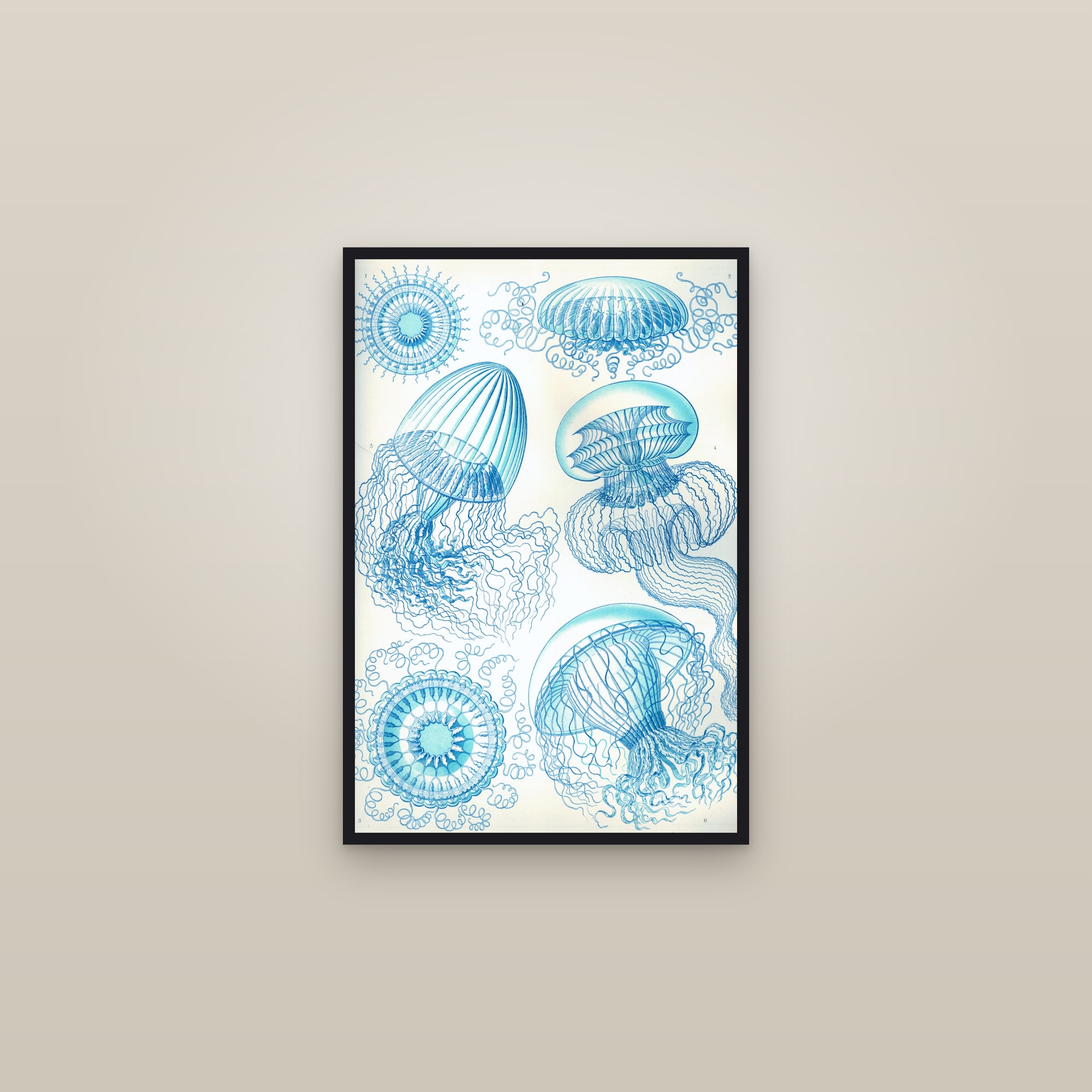 Leptomedusae Jellyfish — framed in a gallery setting