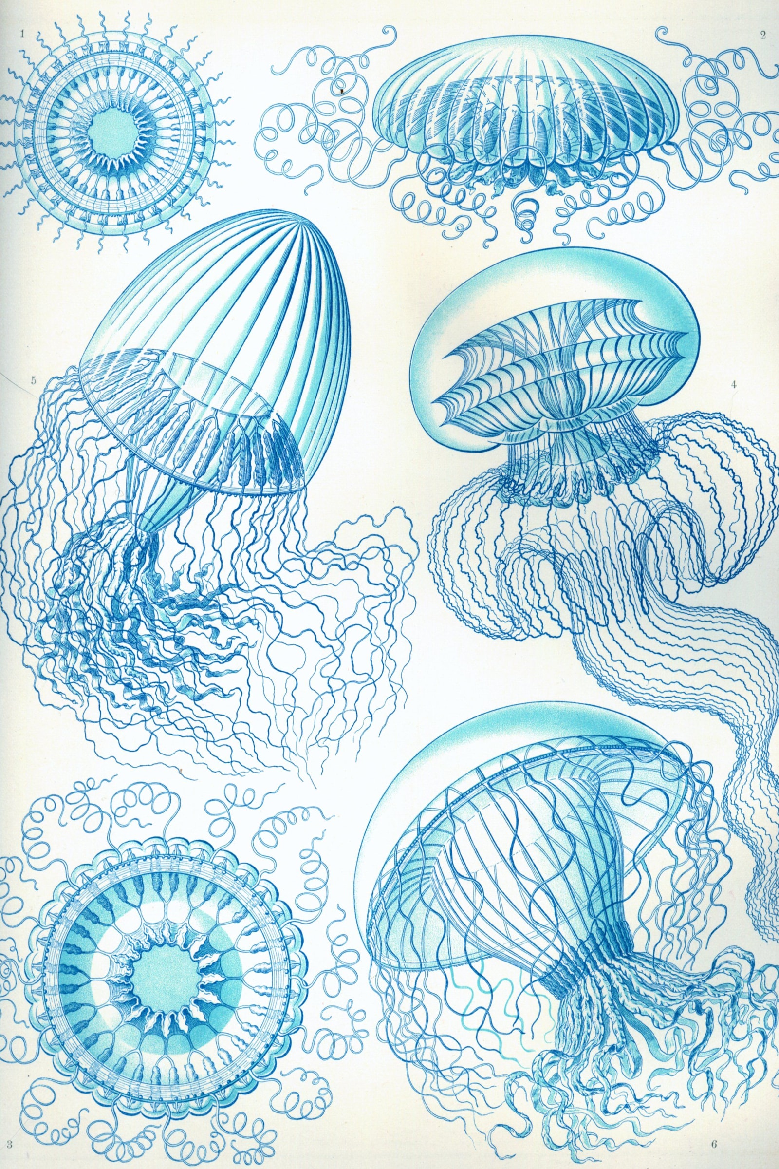 Leptomedusae Jellyfish