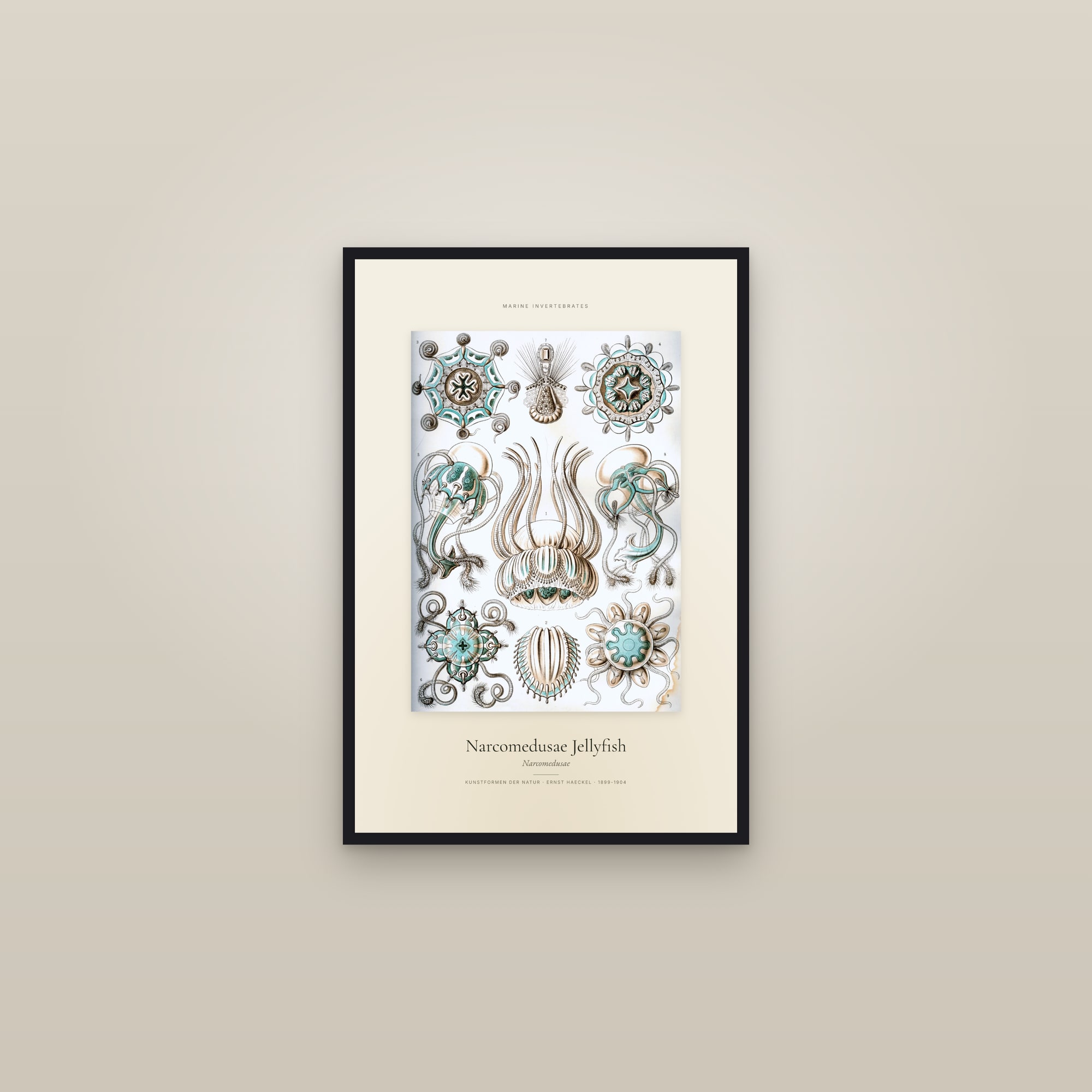 Narcomedusae Jellyfish — Specimen — framed in a gallery setting