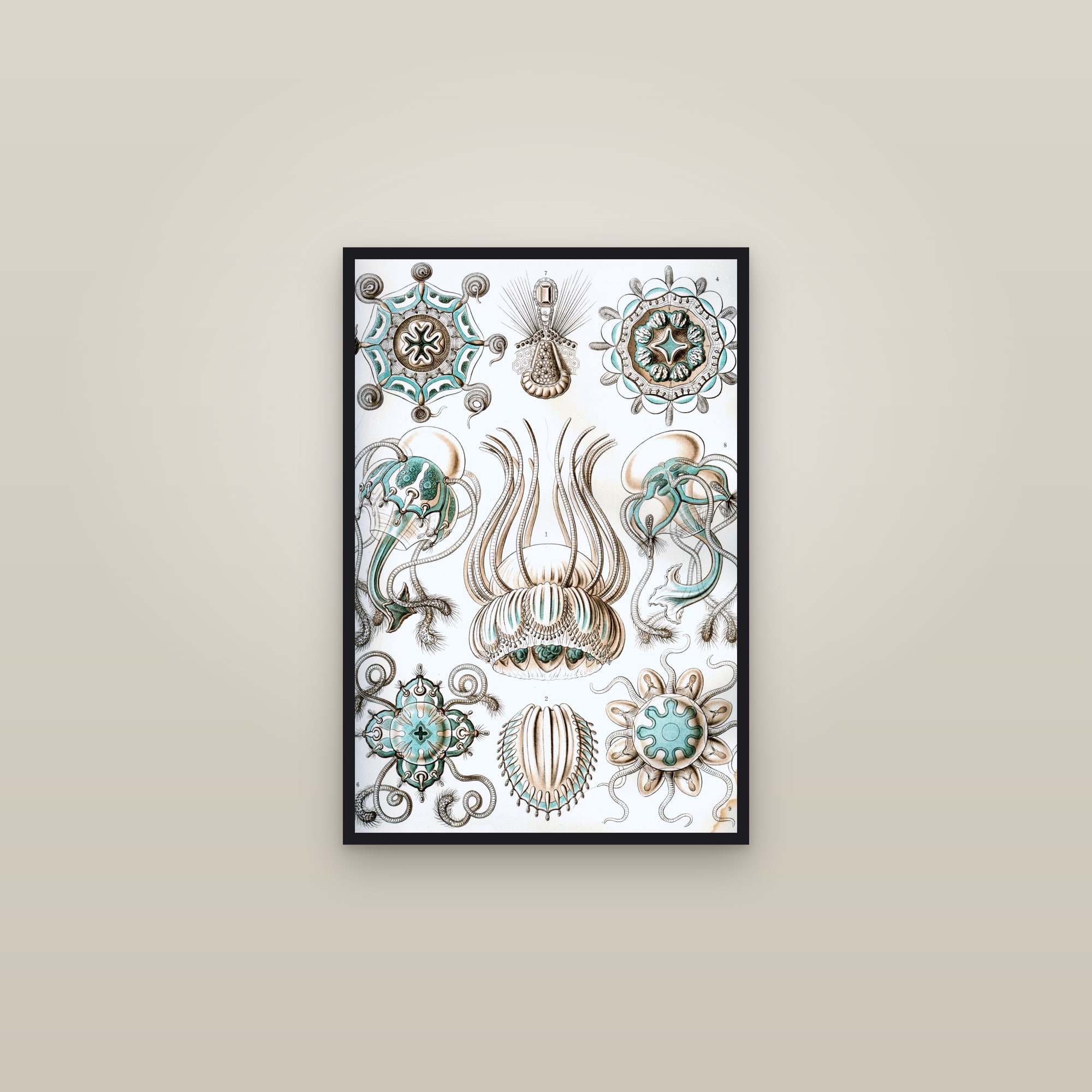Narcomedusae Jellyfish — framed in a gallery setting