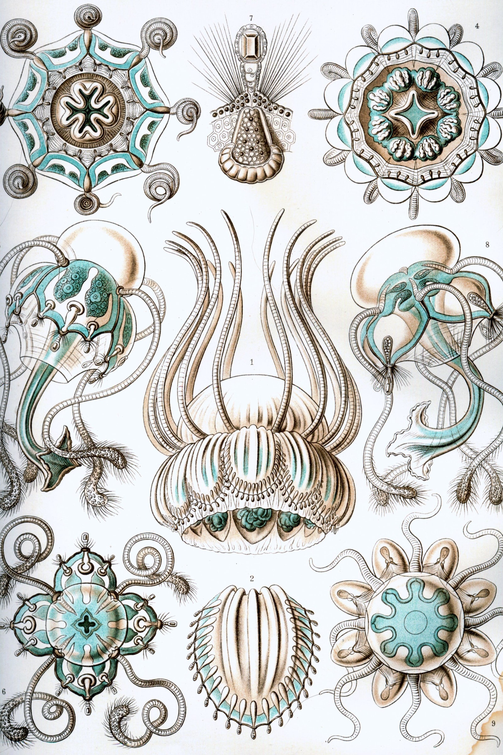 Narcomedusae Jellyfish