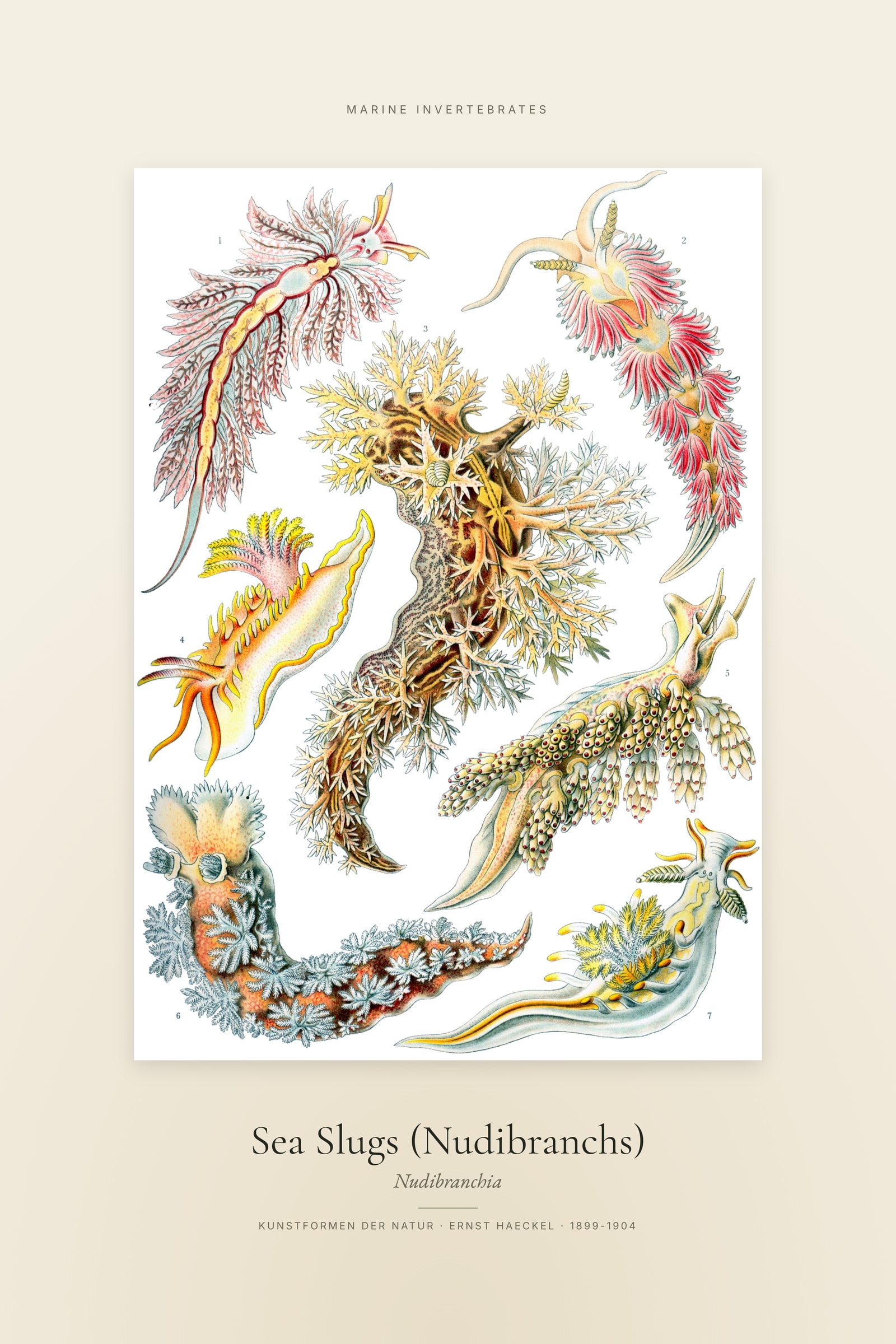 Sea Slugs (Nudibranchs) — Specimen