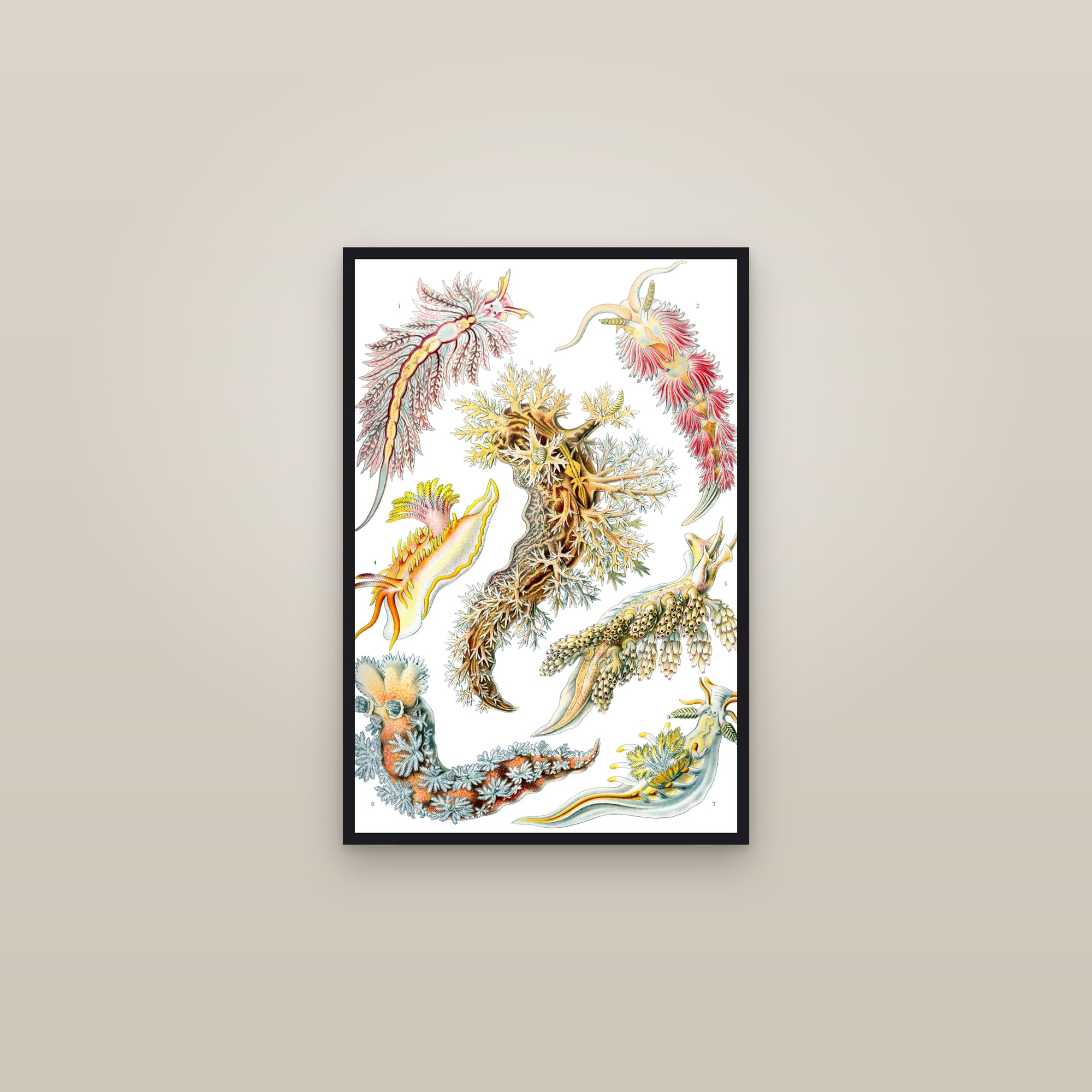 Sea Slugs (Nudibranchs) — framed in a gallery setting