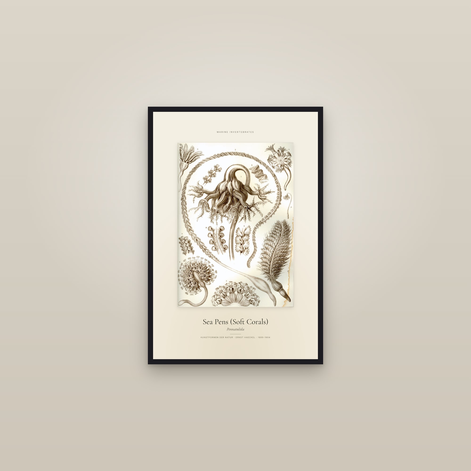 Sea Pens (Soft Corals) — Specimen — framed in a gallery setting