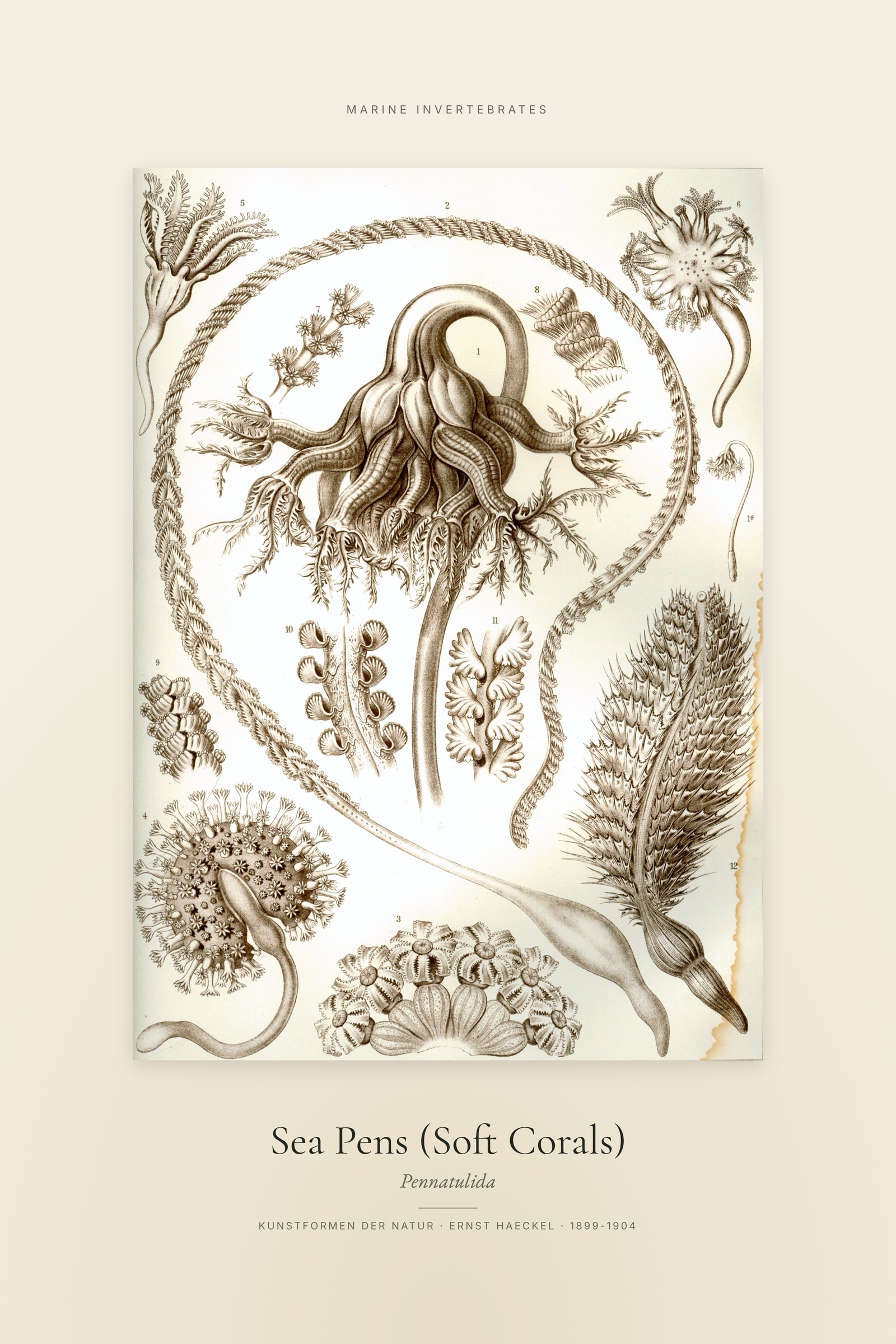 Sea Pens (Soft Corals) — Specimen