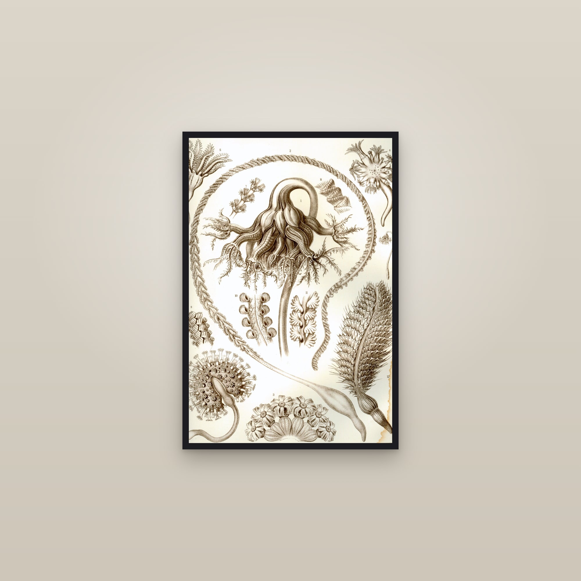 Sea Pens (Soft Corals) — framed in a gallery setting
