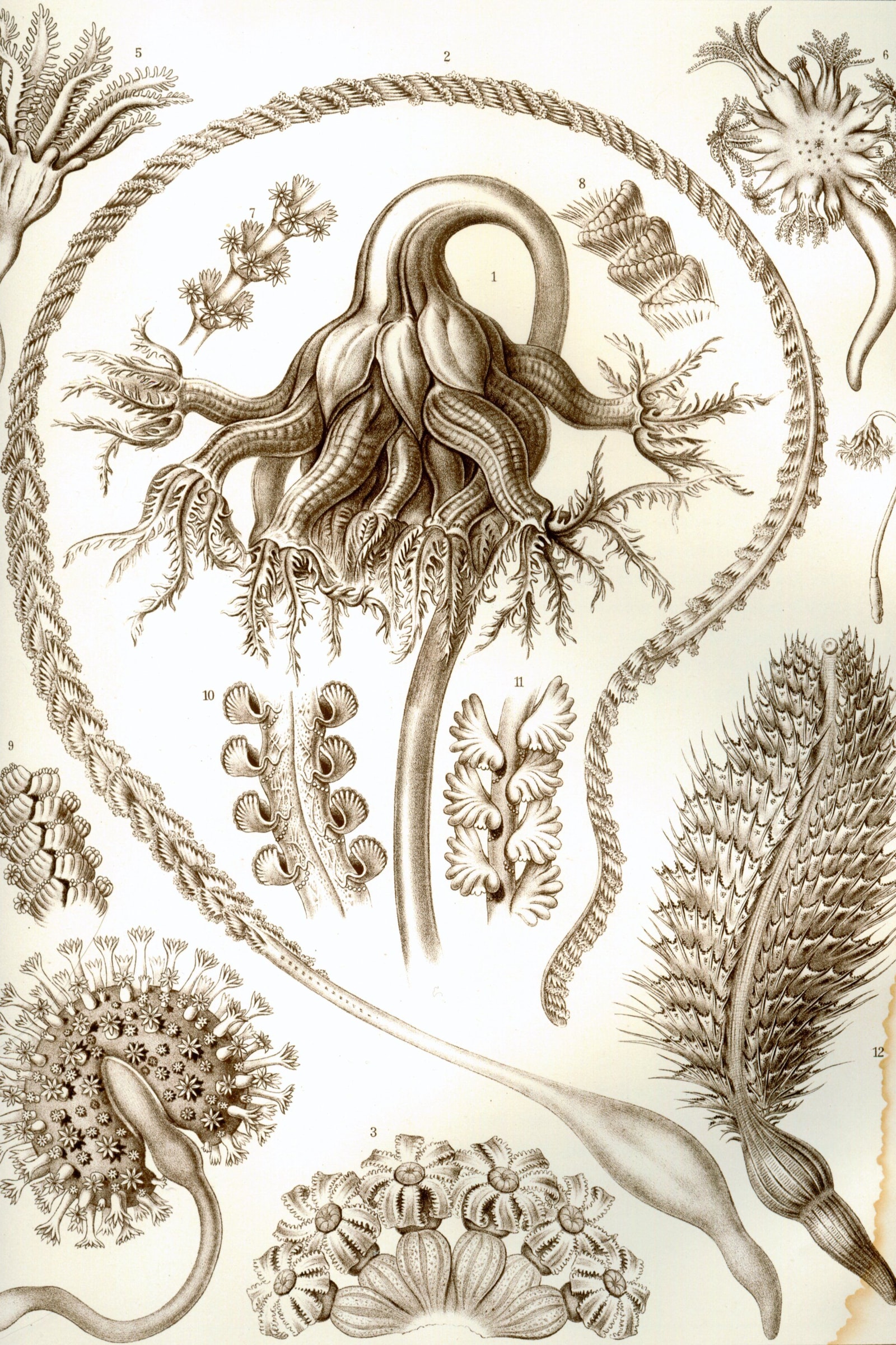 Sea Pens (Soft Corals)