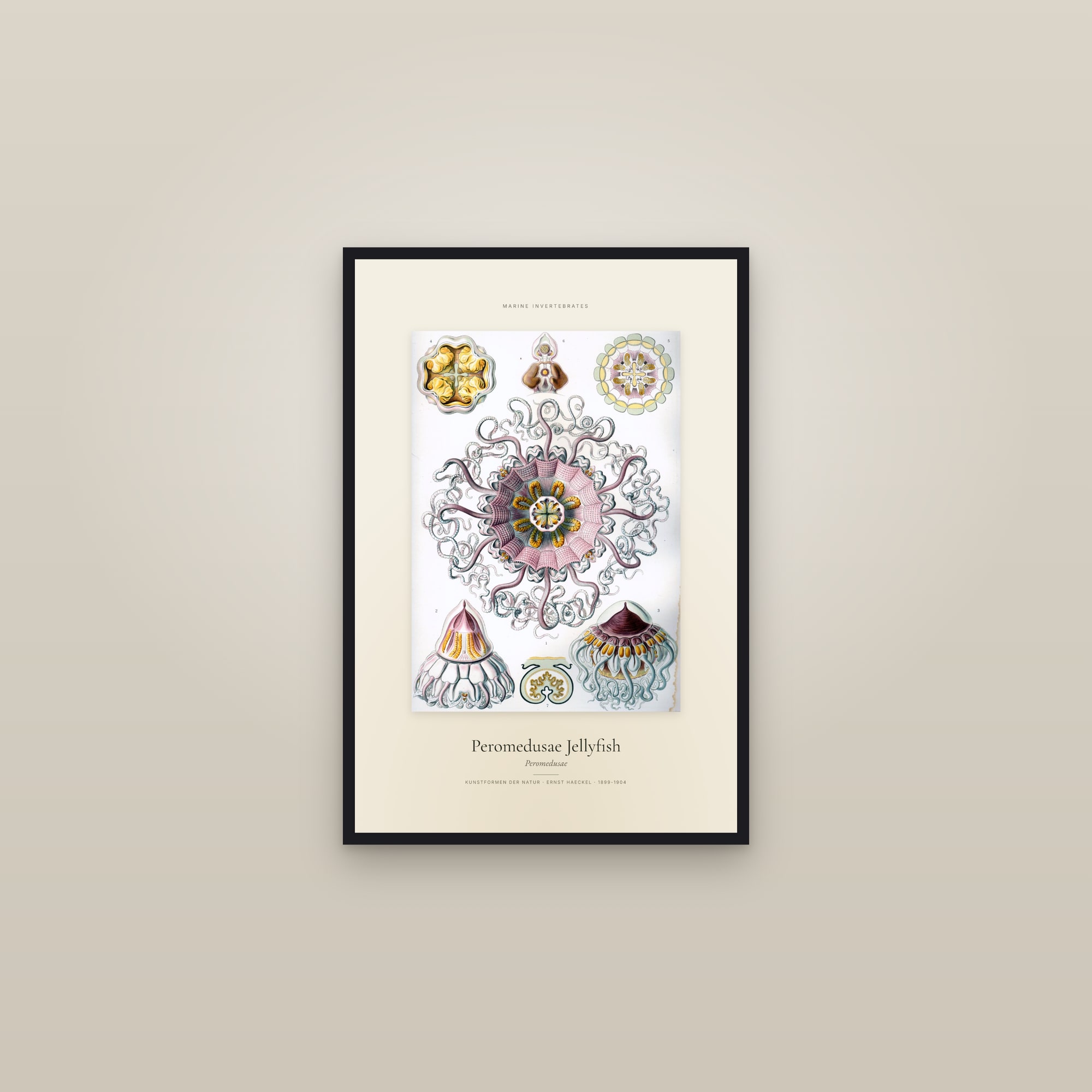 Peromedusae Jellyfish — Specimen — framed in a gallery setting