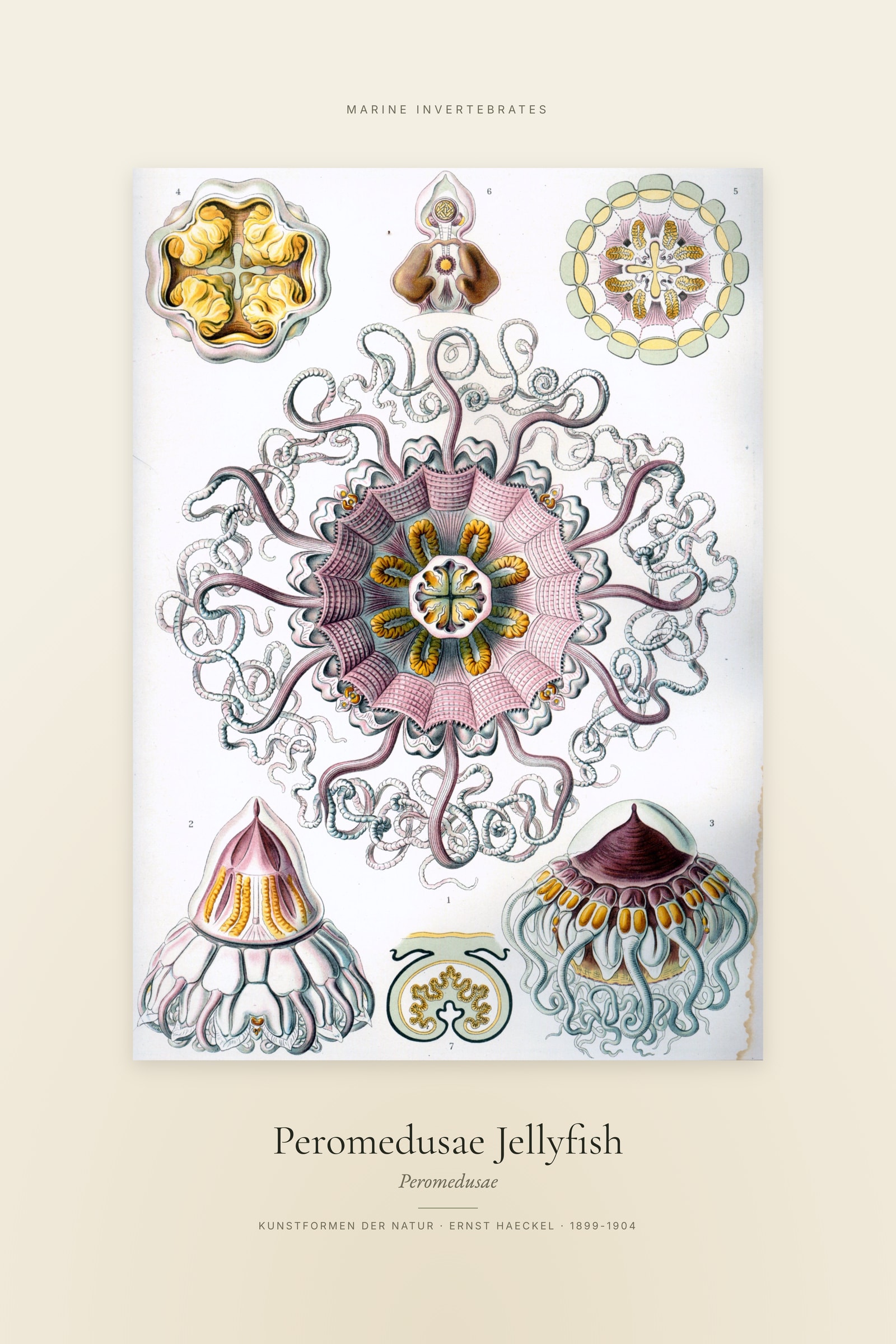 Peromedusae Jellyfish — Specimen