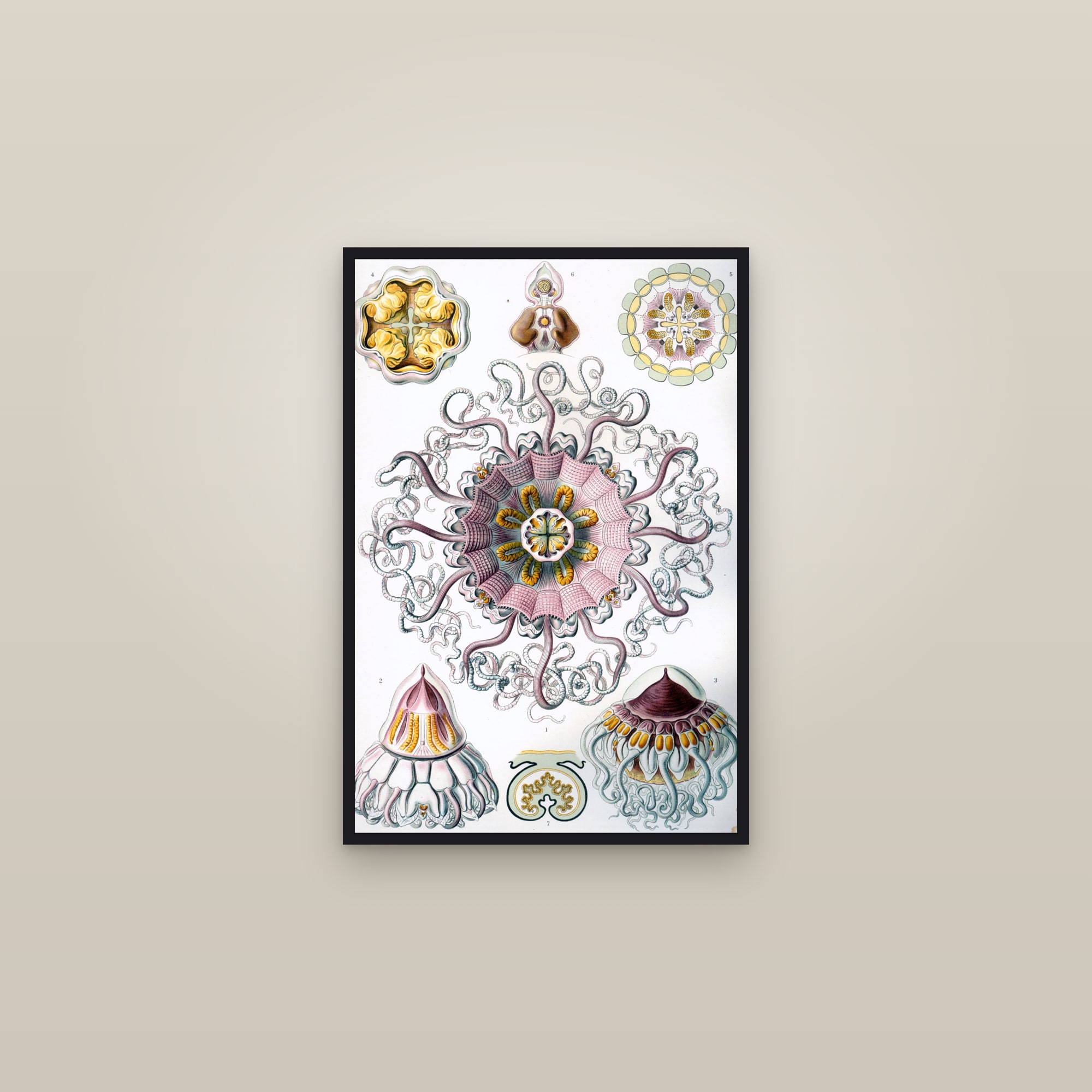 Peromedusae Jellyfish — framed in a gallery setting