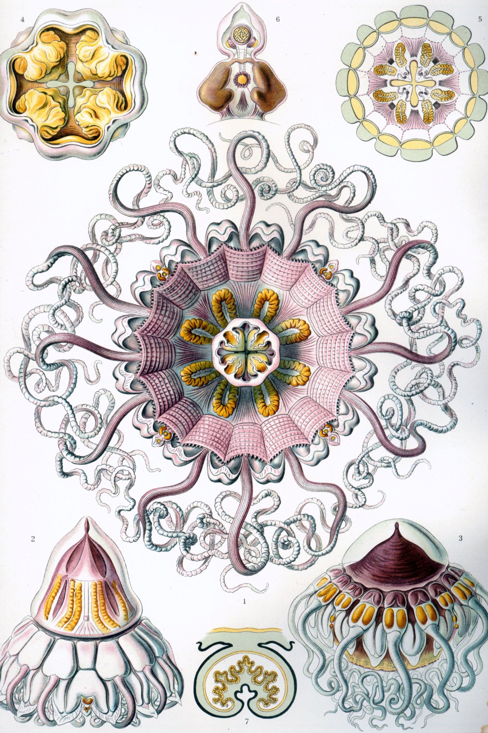 Peromedusae Jellyfish