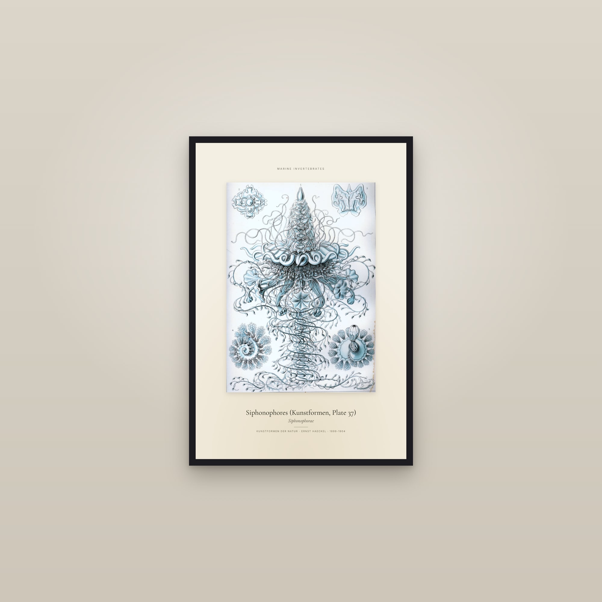 Siphonophores (Kunstformen, Plate 37) — Specimen — framed in a gallery setting