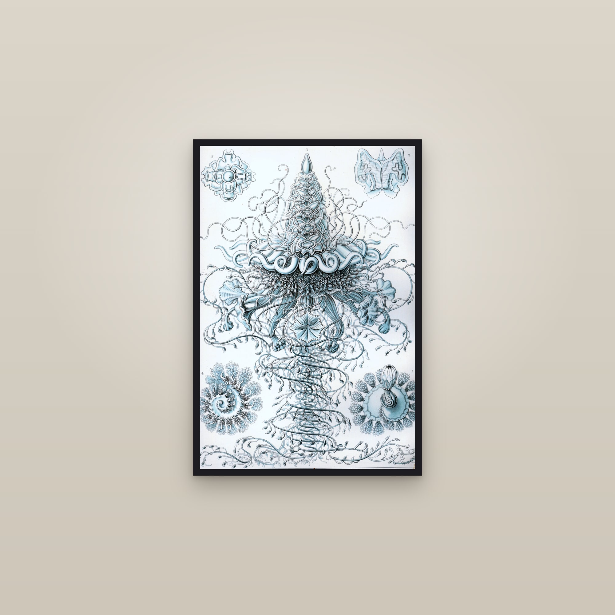 Siphonophores (Kunstformen, Plate 37) — framed in a gallery setting