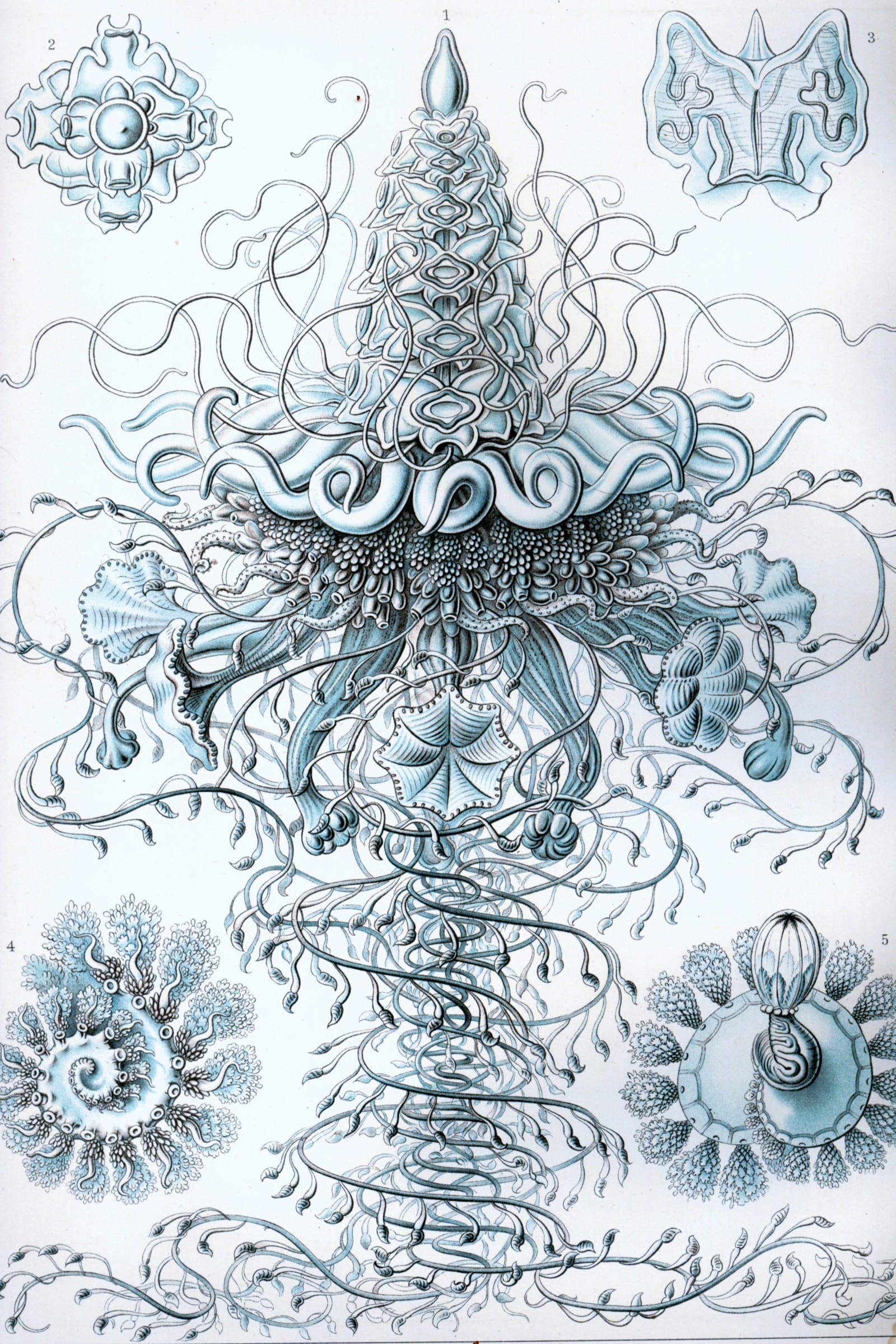 Siphonophores (Kunstformen, Plate 37)