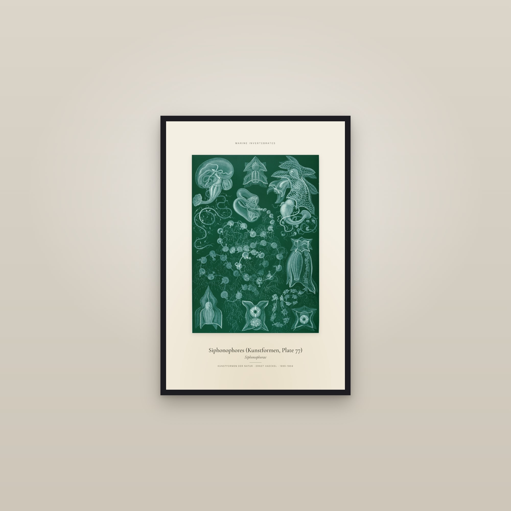 Siphonophores (Kunstformen, Plate 77) — Specimen — framed in a gallery setting
