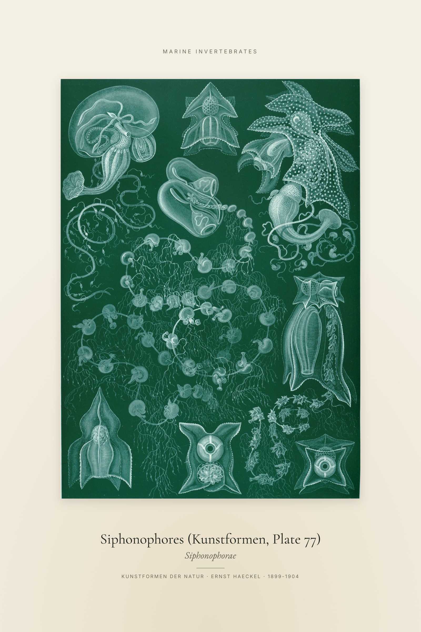 Siphonophores (Kunstformen, Plate 77) — Specimen