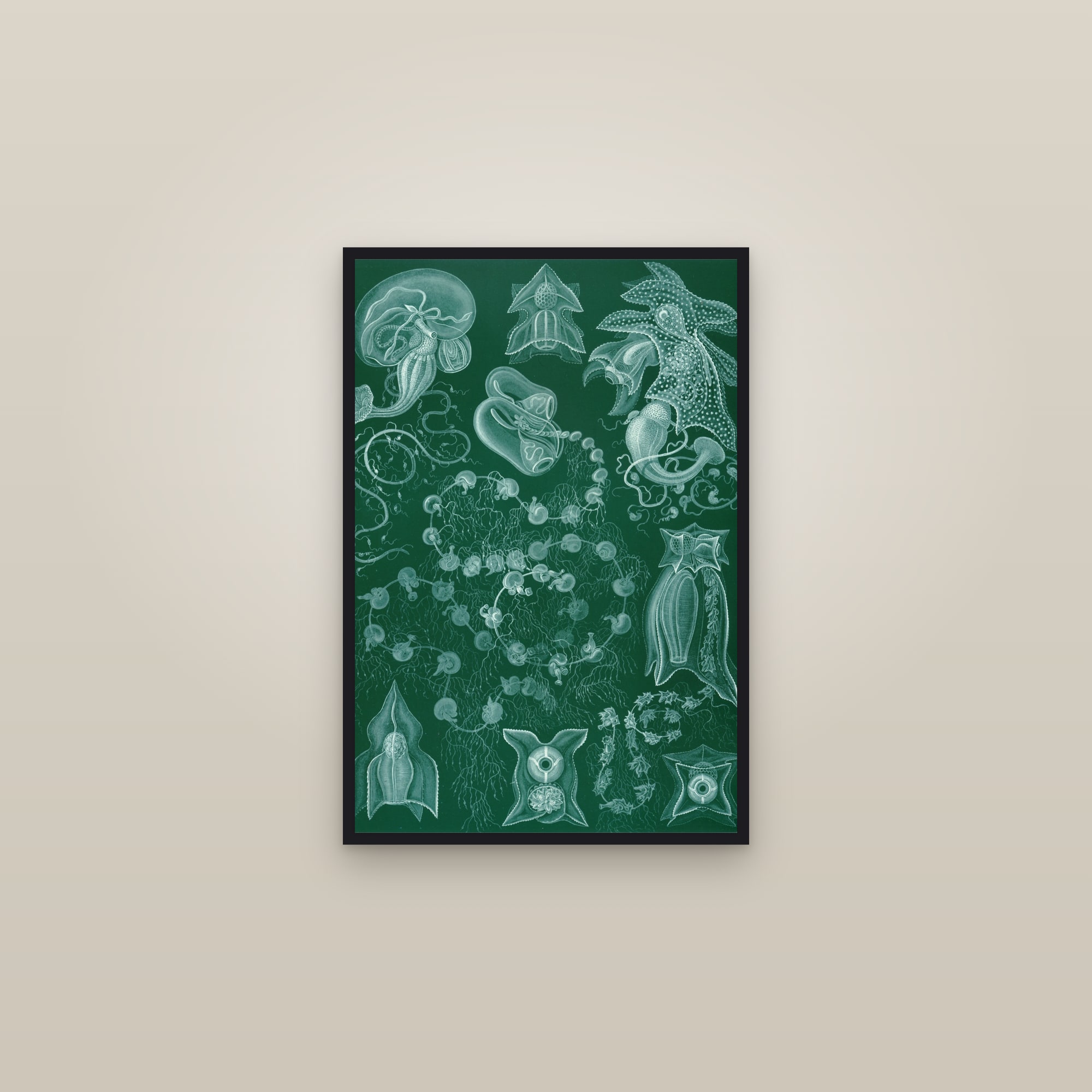 Siphonophores (Kunstformen, Plate 77) — framed in a gallery setting