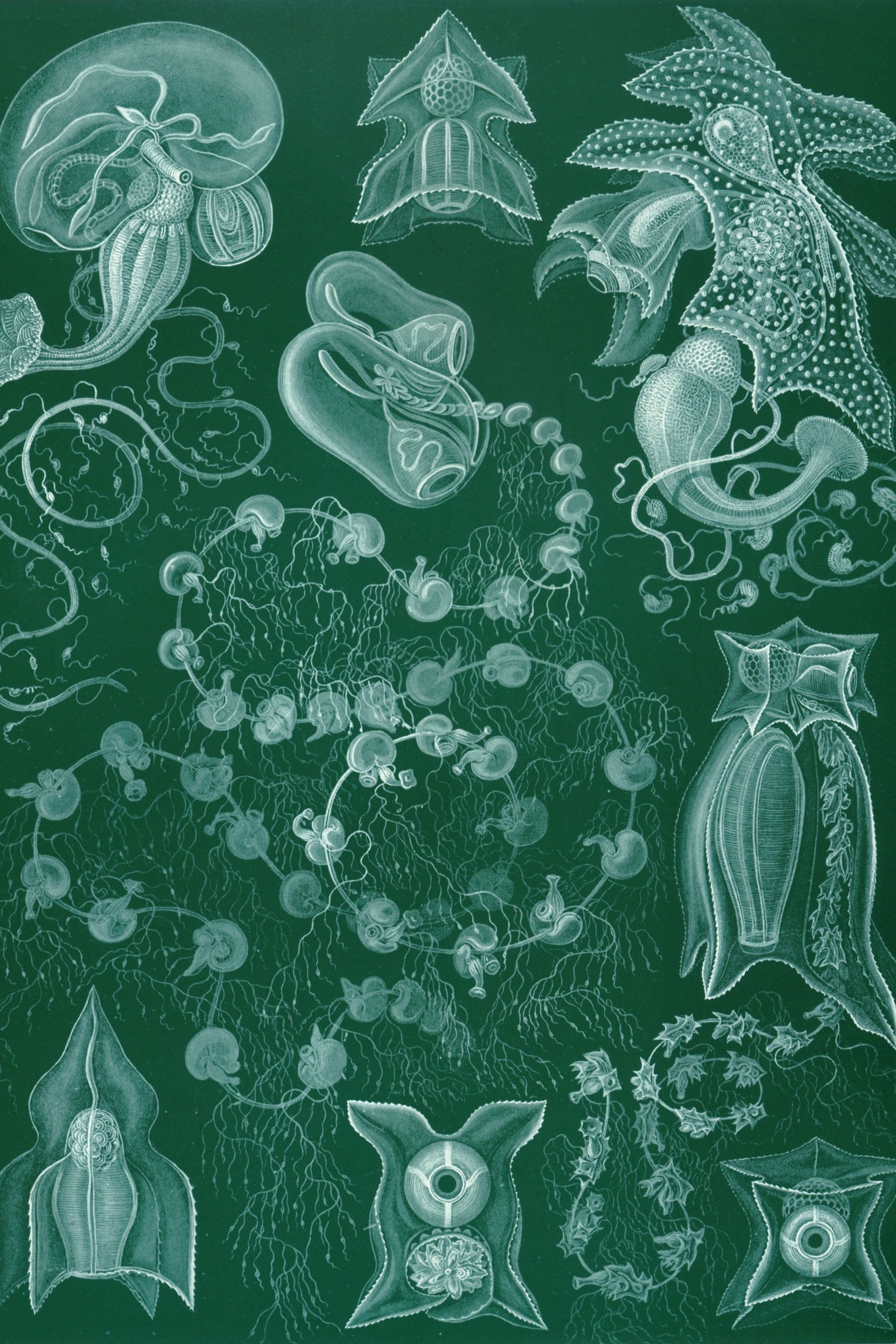 Siphonophores (Kunstformen, Plate 77)