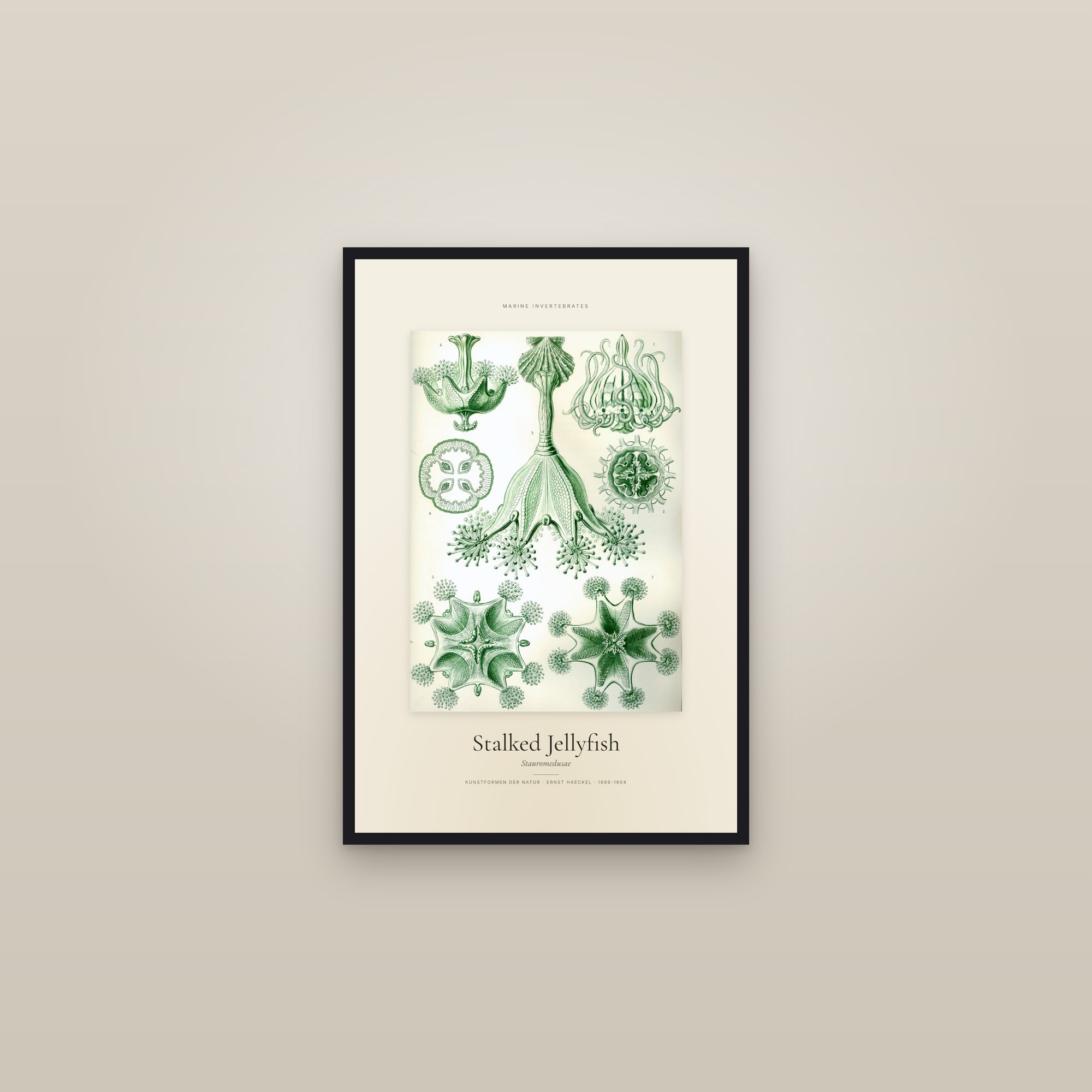 Stalked Jellyfish — Specimen — framed in a gallery setting