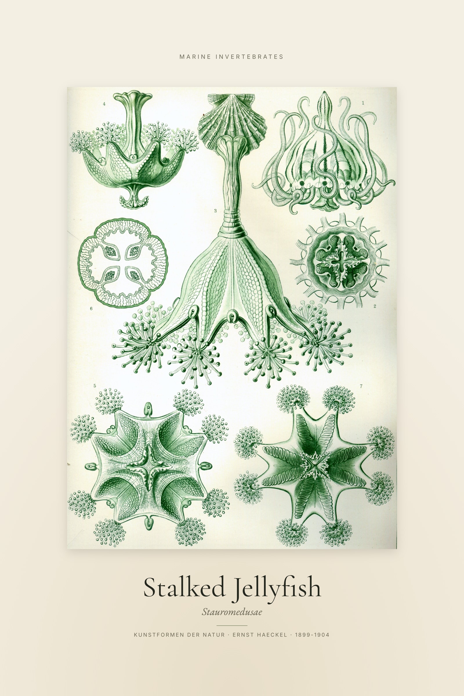 Stalked Jellyfish — Specimen