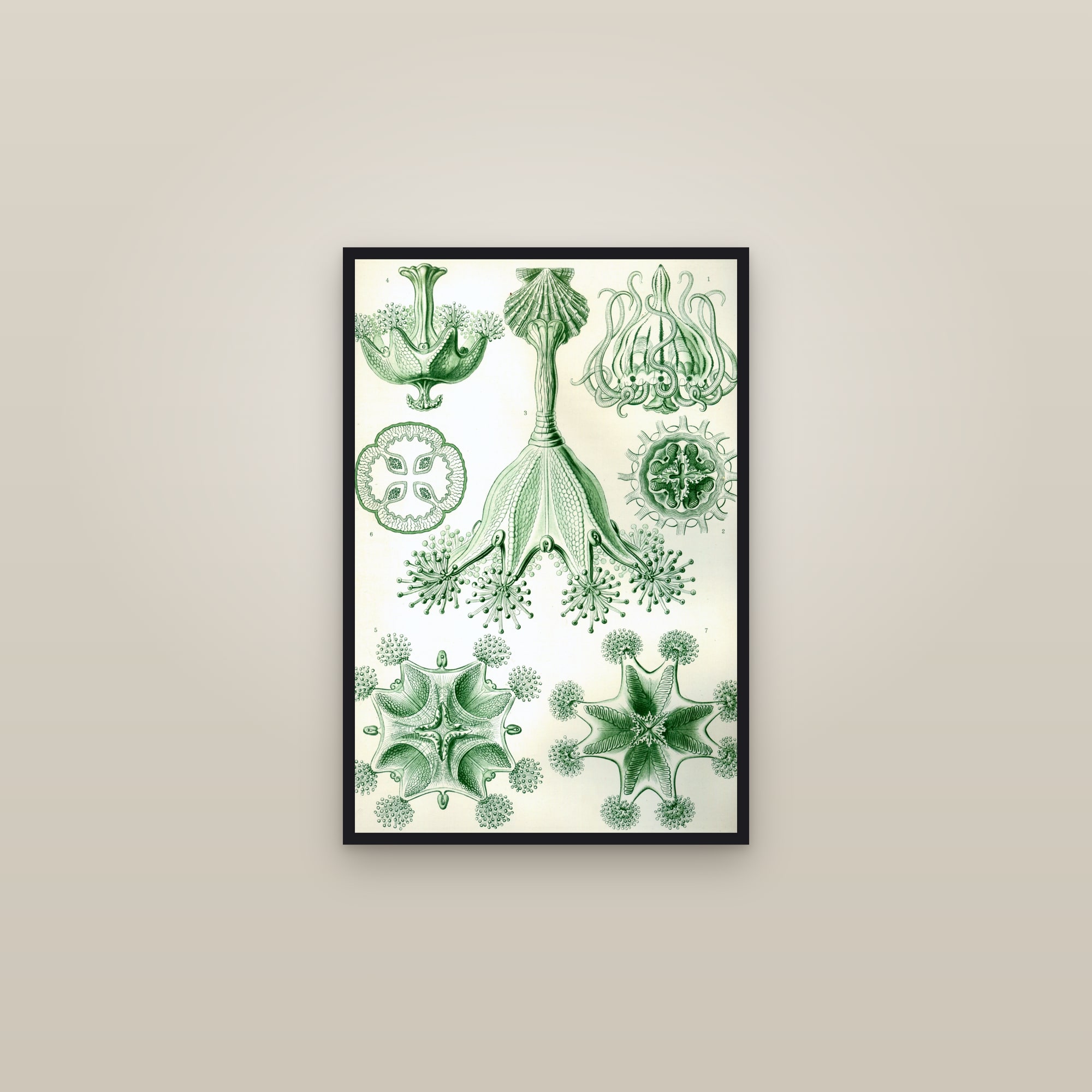 Stalked Jellyfish — framed in a gallery setting