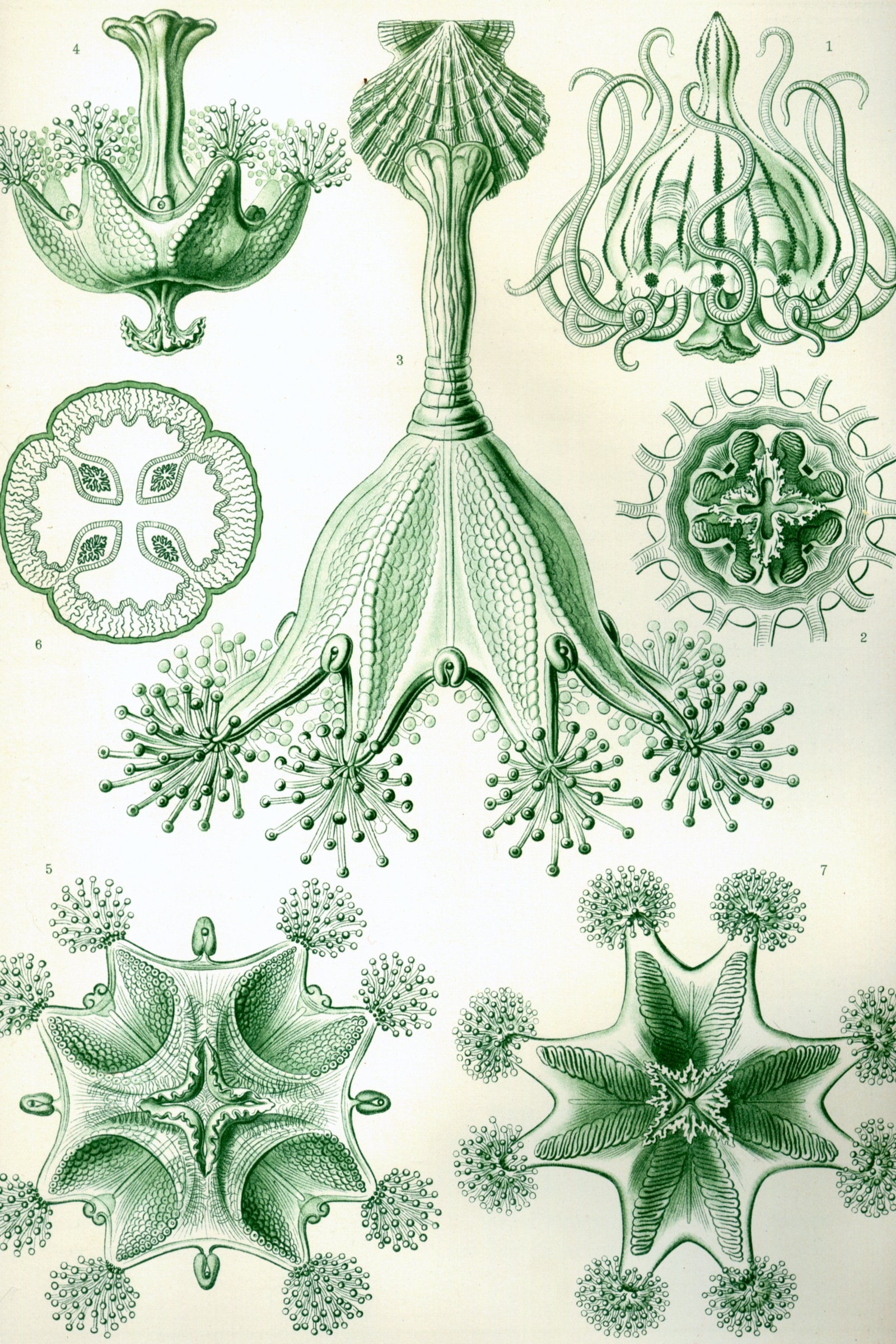 Stalked Jellyfish