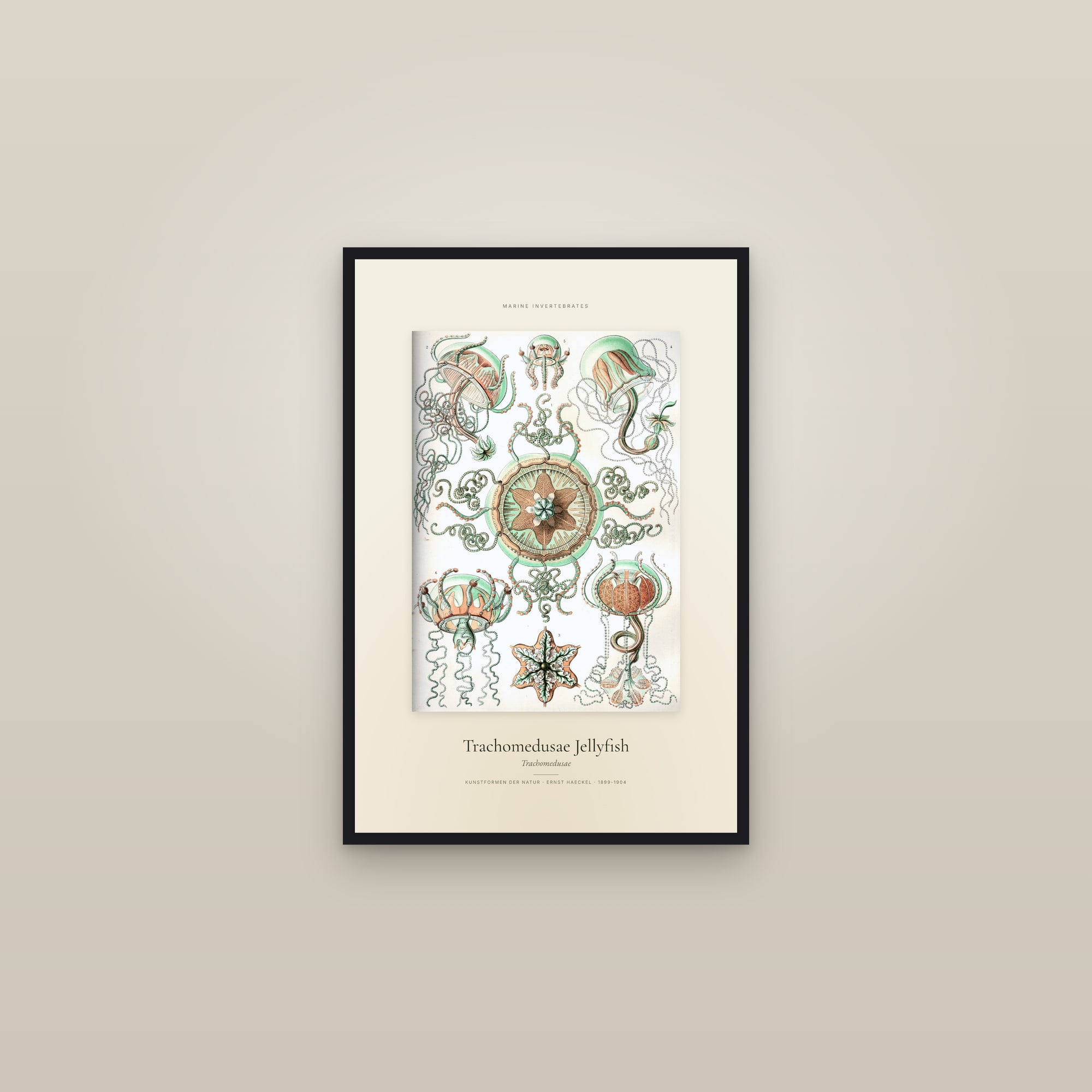 Trachomedusae Jellyfish — Specimen — framed in a gallery setting