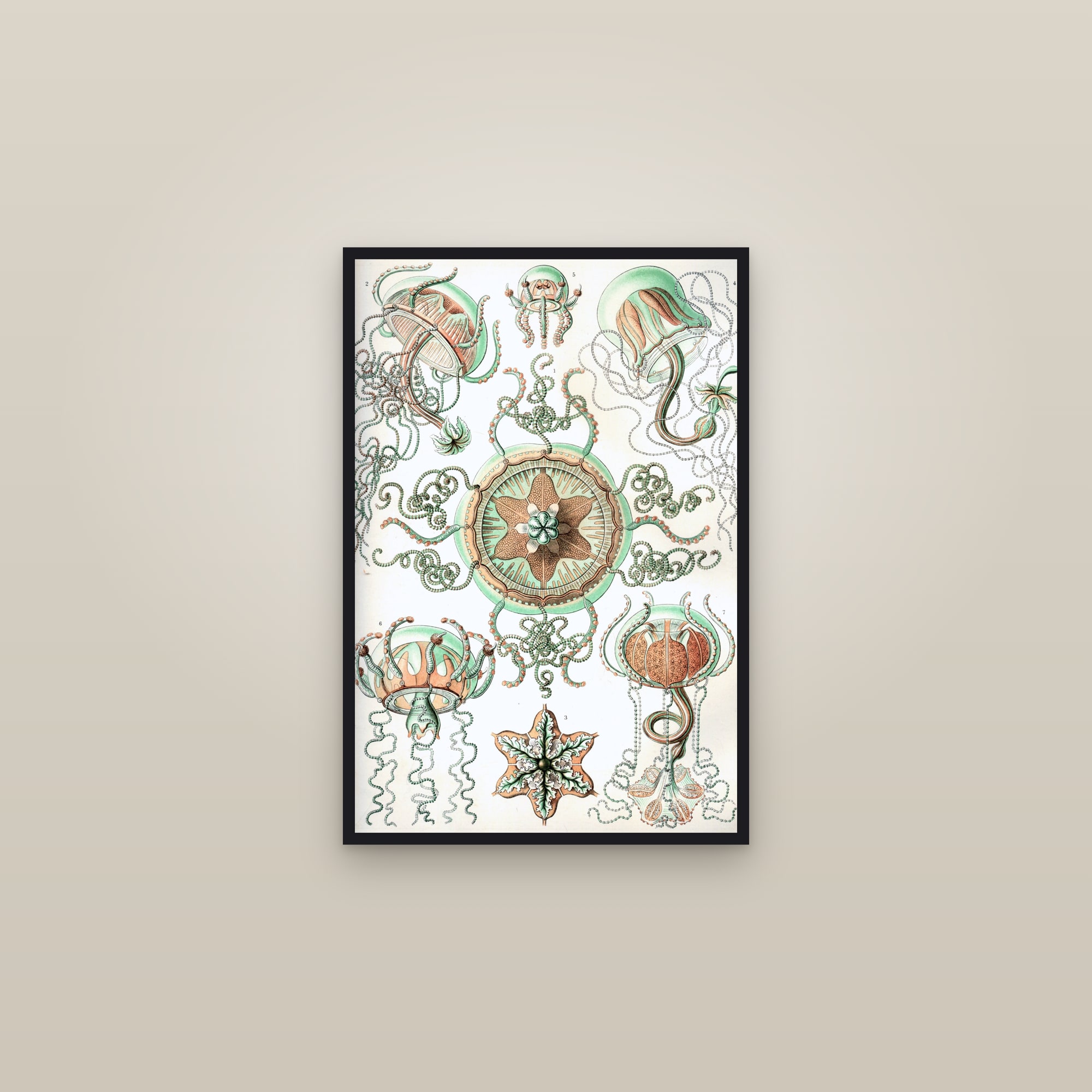 Trachomedusae Jellyfish — framed in a gallery setting