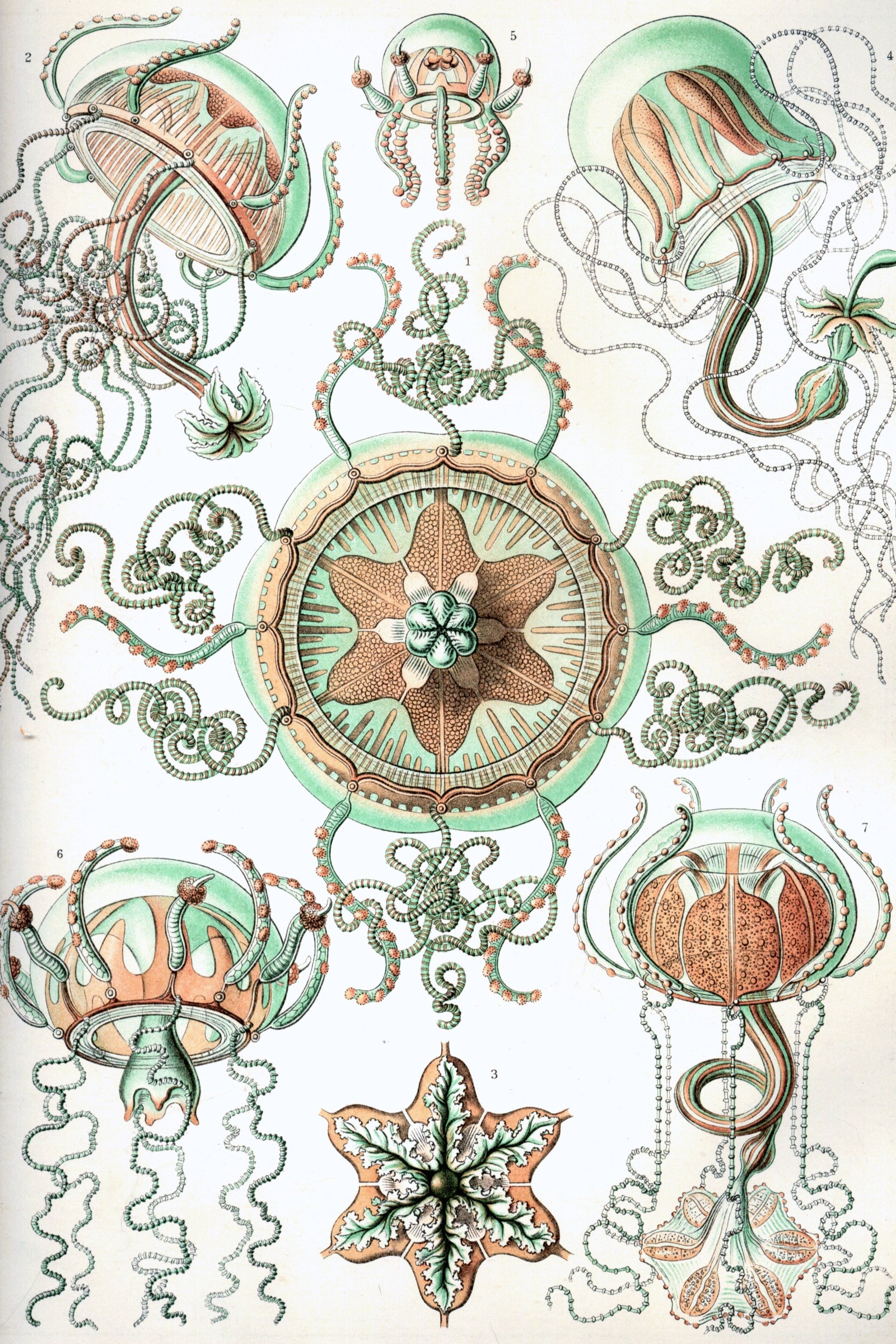 Trachomedusae Jellyfish