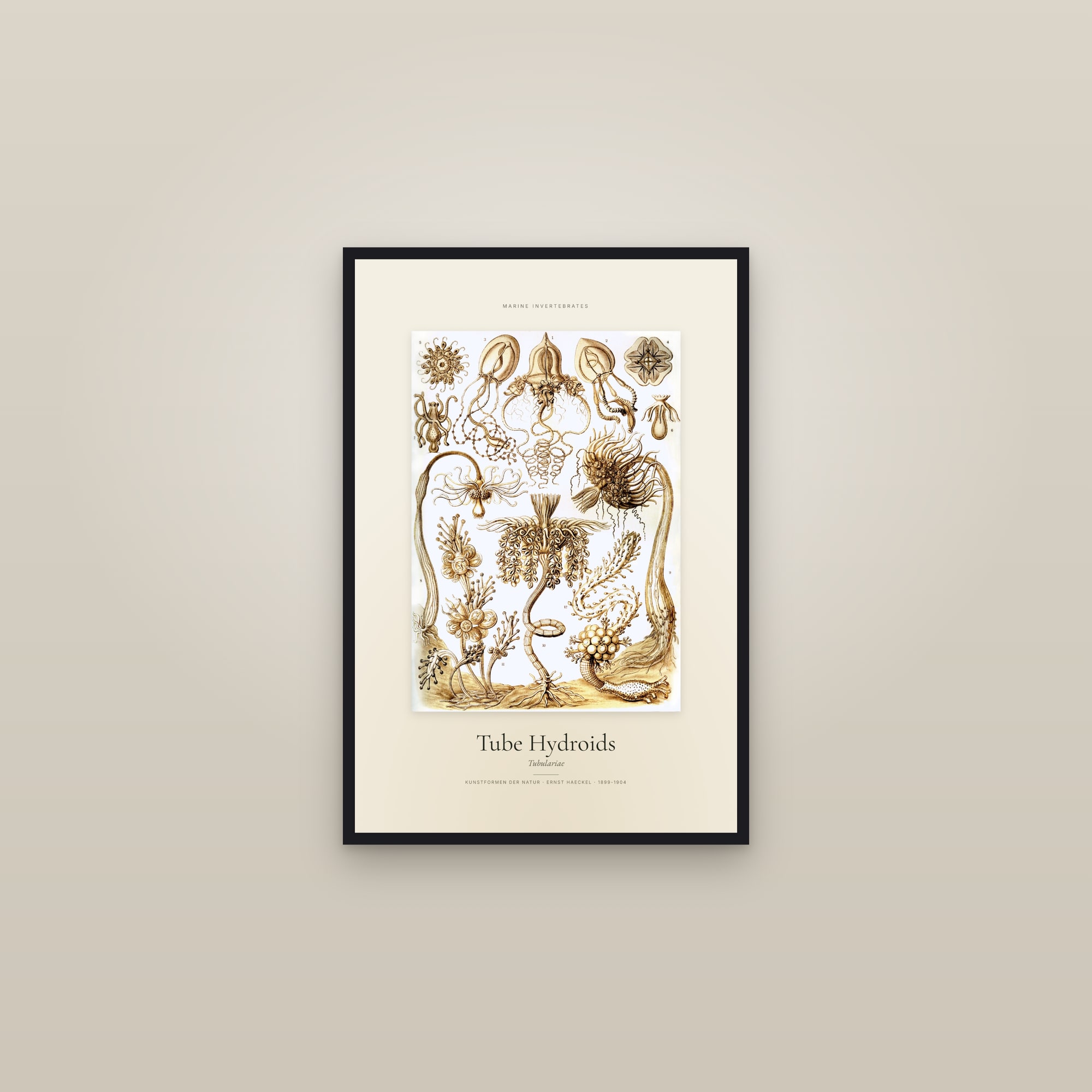 Tube Hydroids — Specimen — framed in a gallery setting