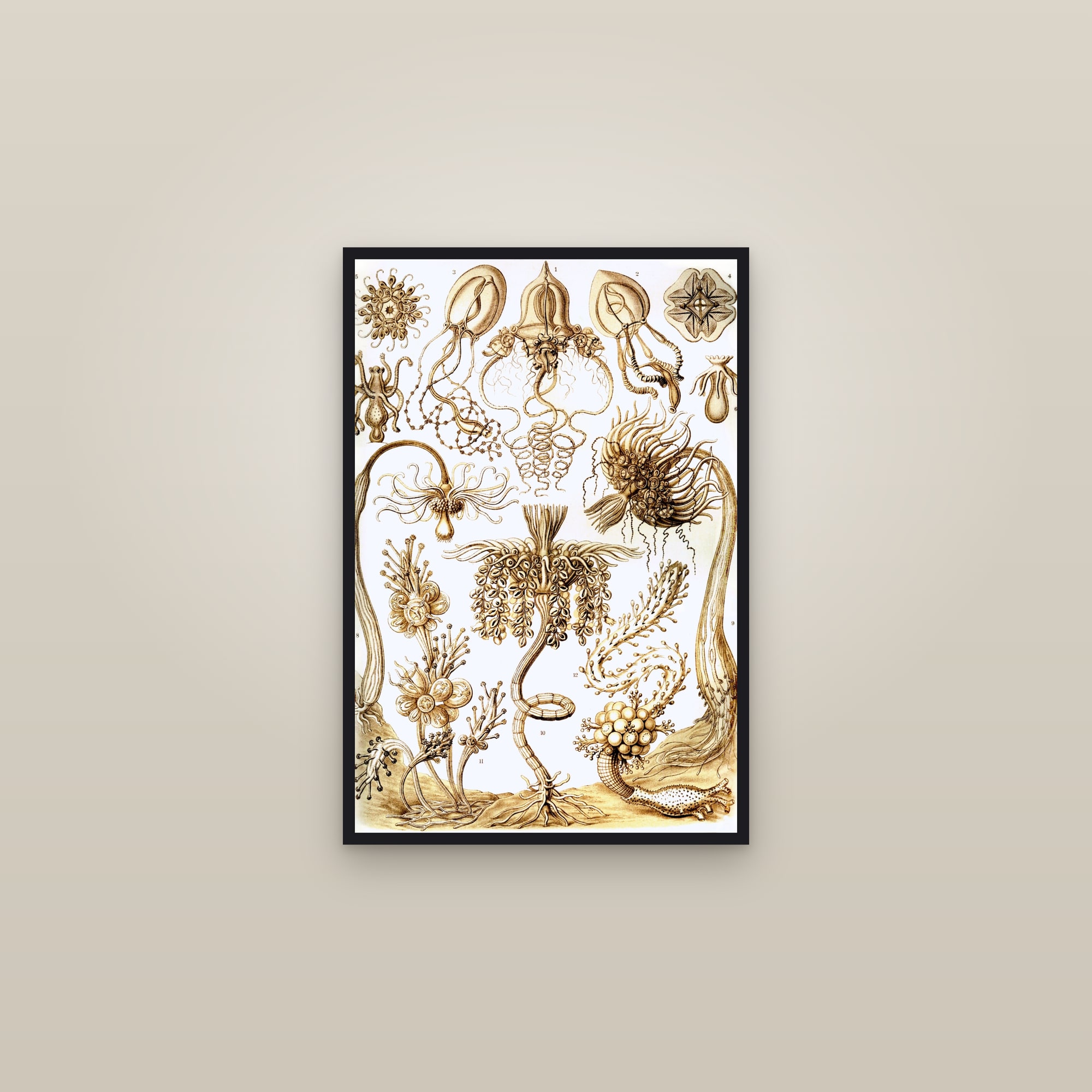 Tube Hydroids — framed in a gallery setting
