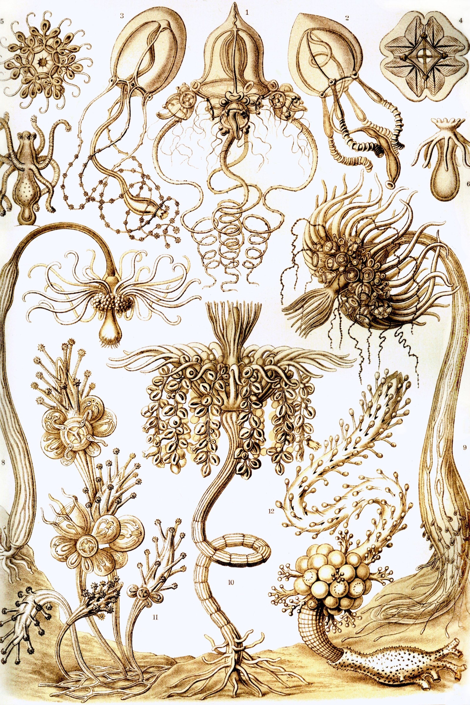 Tube Hydroids