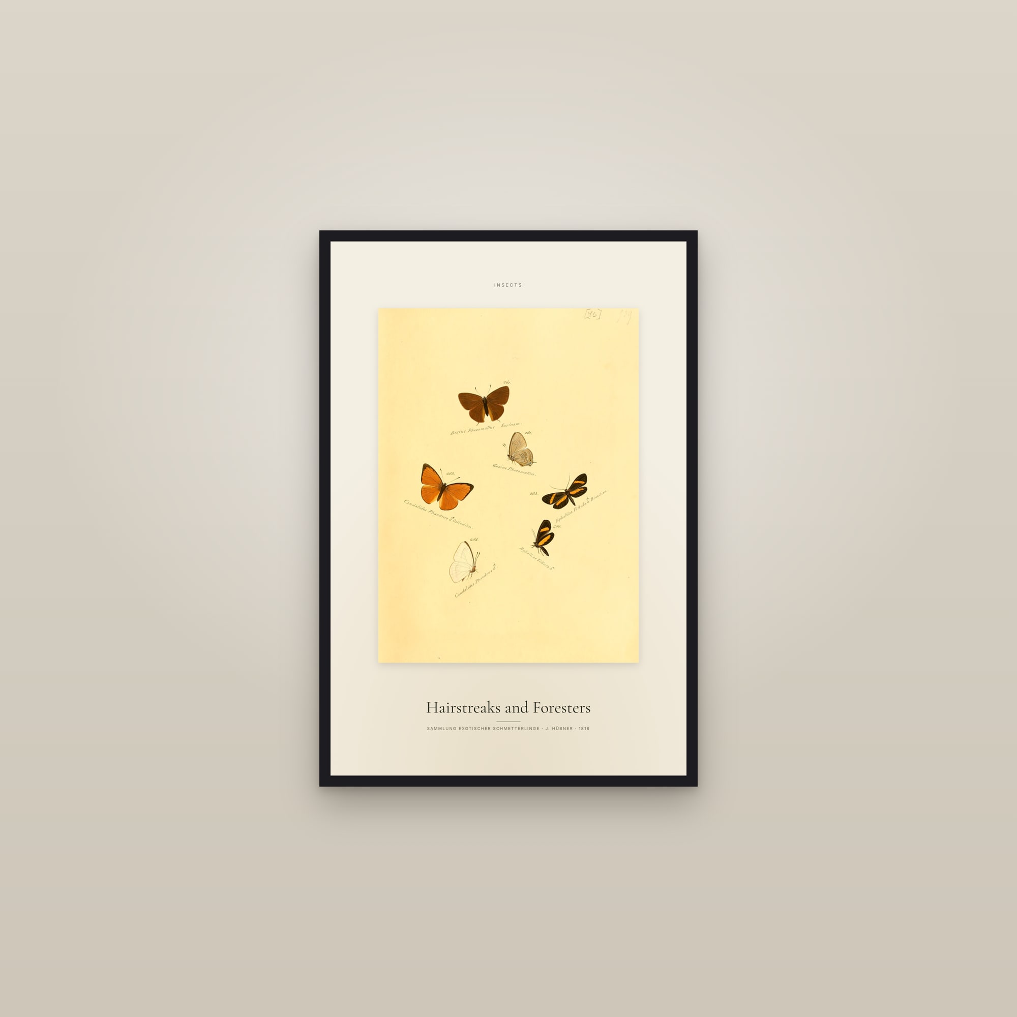 Hairstreaks and Foresters — Specimen — framed in a gallery setting