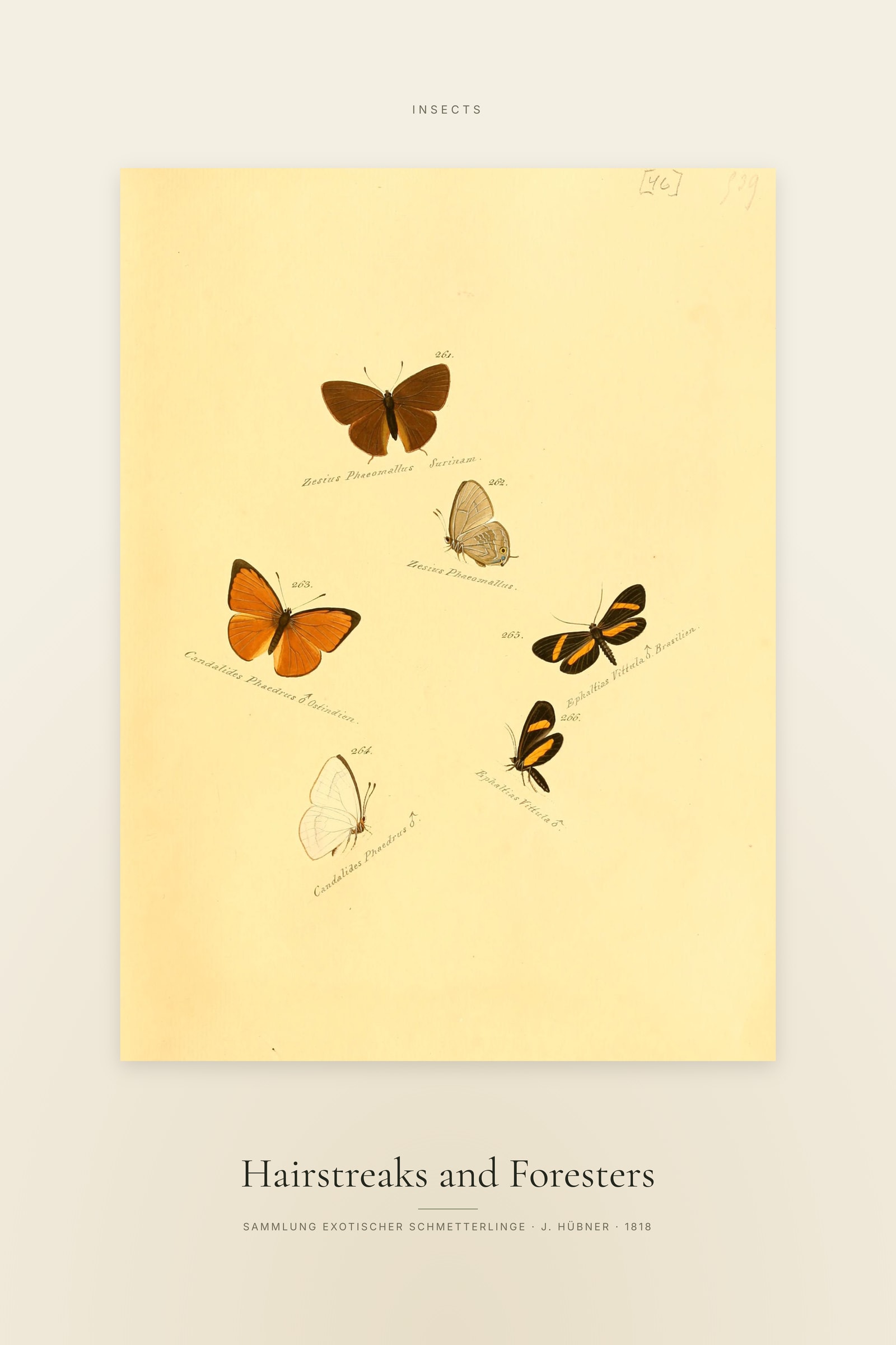 Hairstreaks and Foresters — Specimen