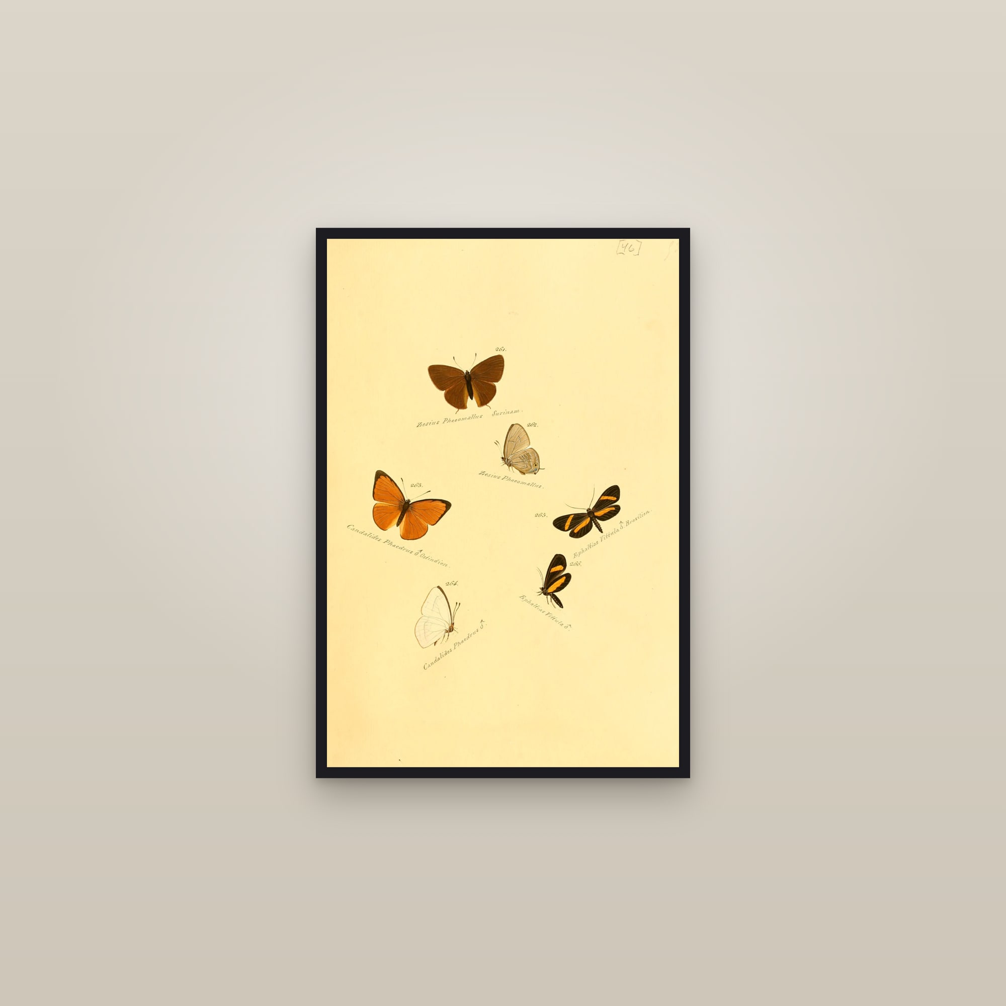 Hairstreaks and Foresters — framed in a gallery setting
