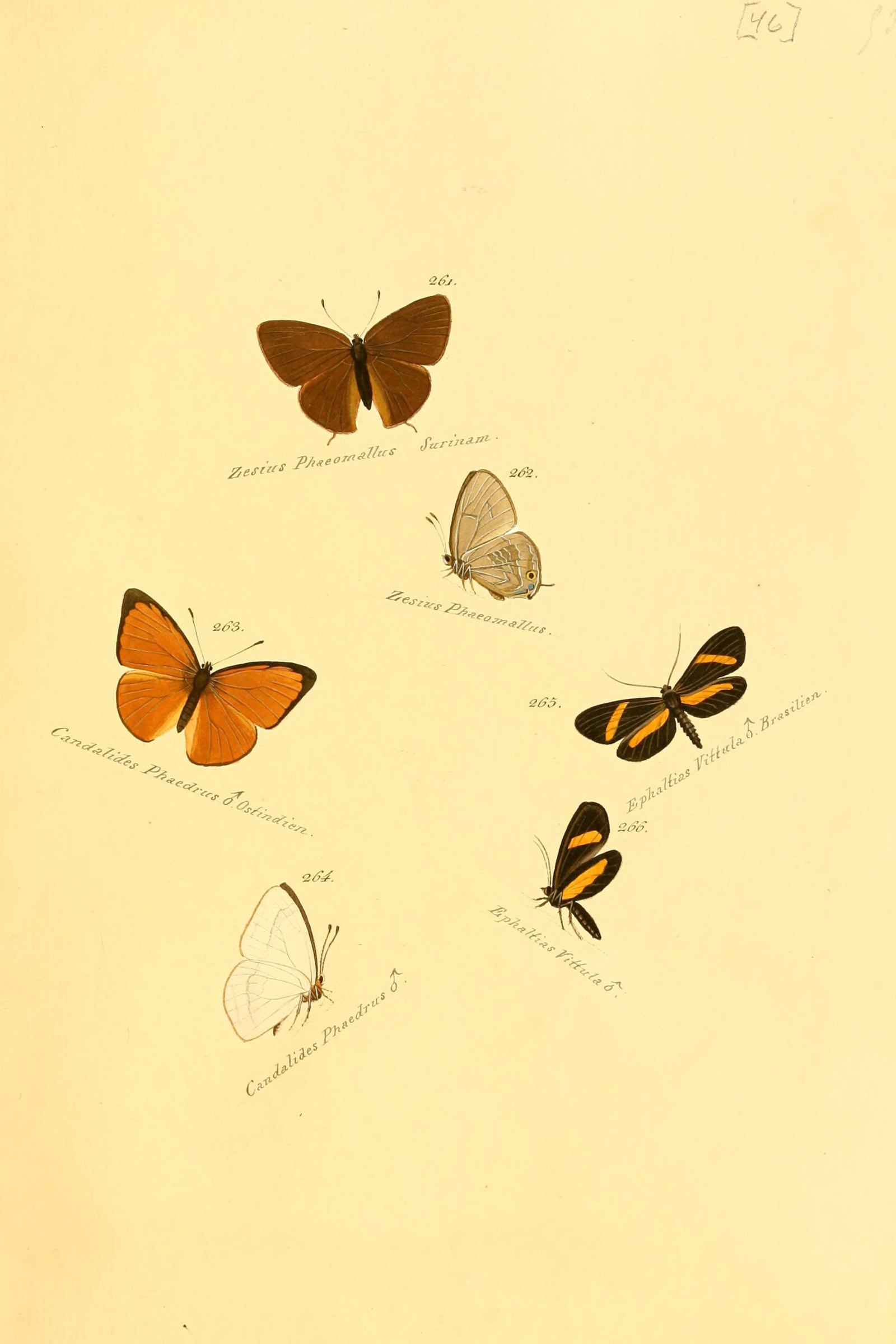 Hairstreaks and Foresters