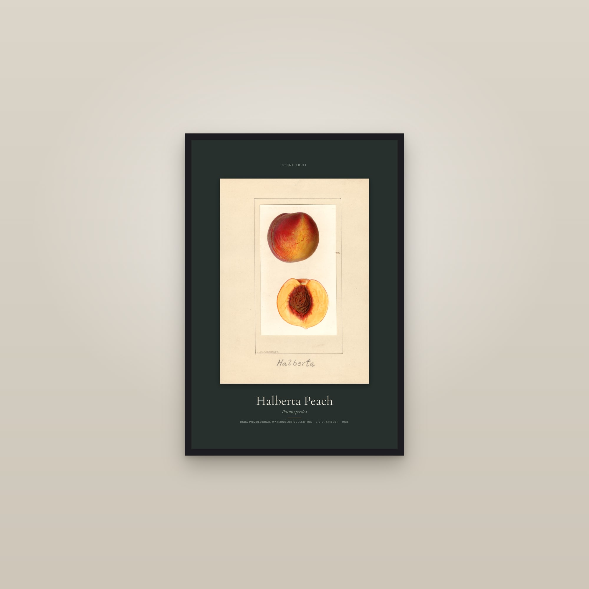 Halberta Peach — Specimen — framed in a gallery setting